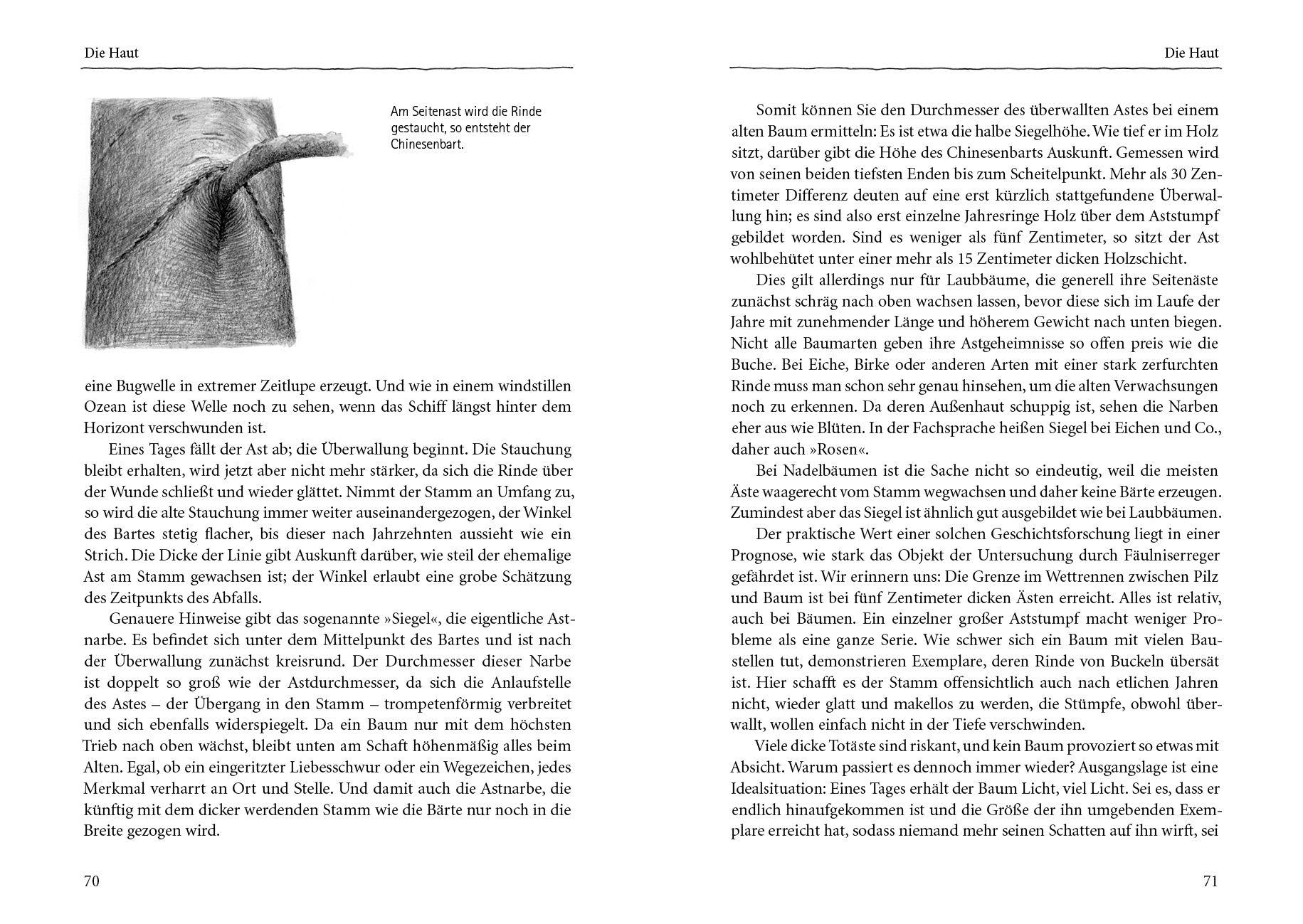 Beispielinhalt (Bild) Bäume verstehen