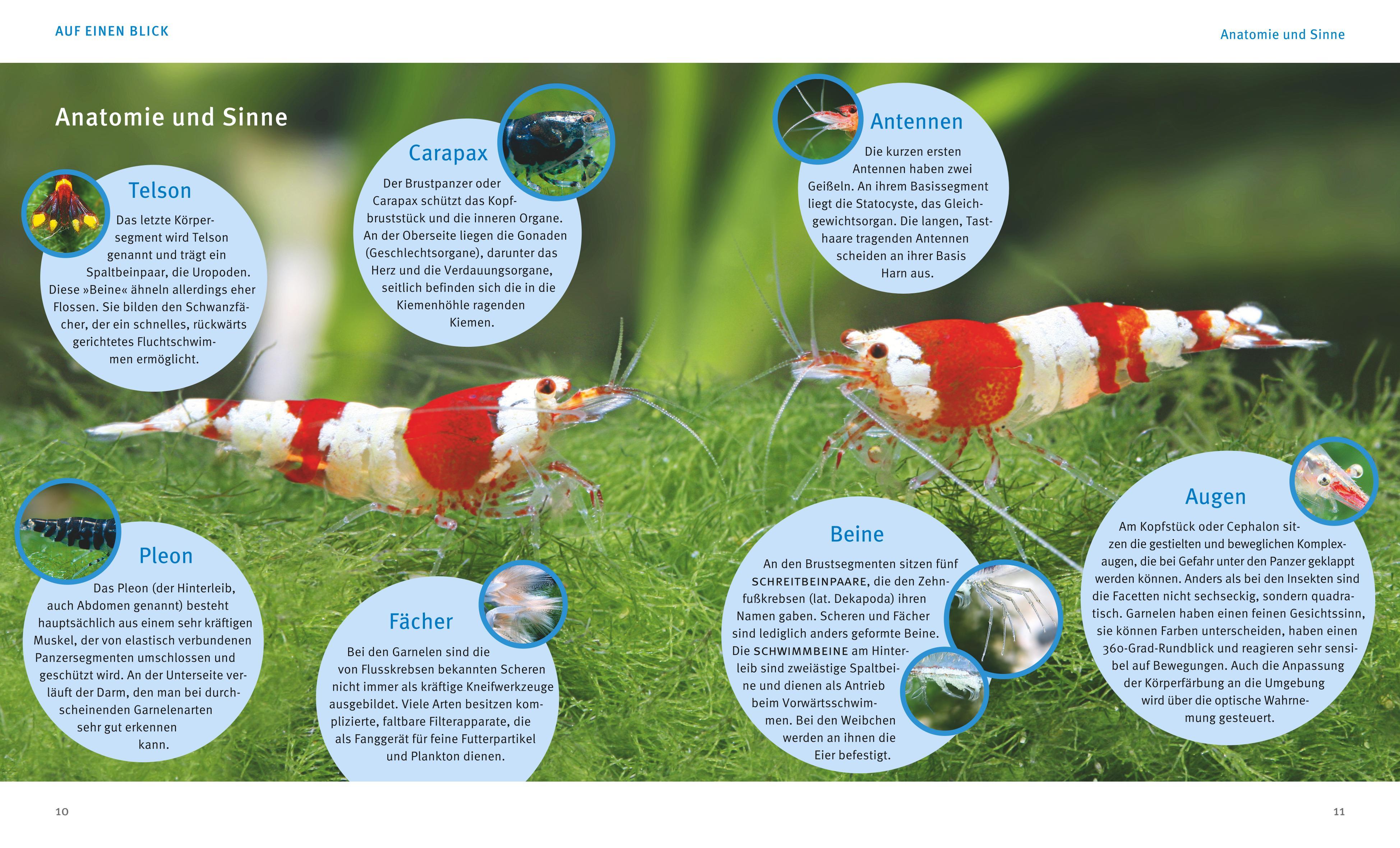 Beispielinhalt (Bild) Süßwasser-Garnelen