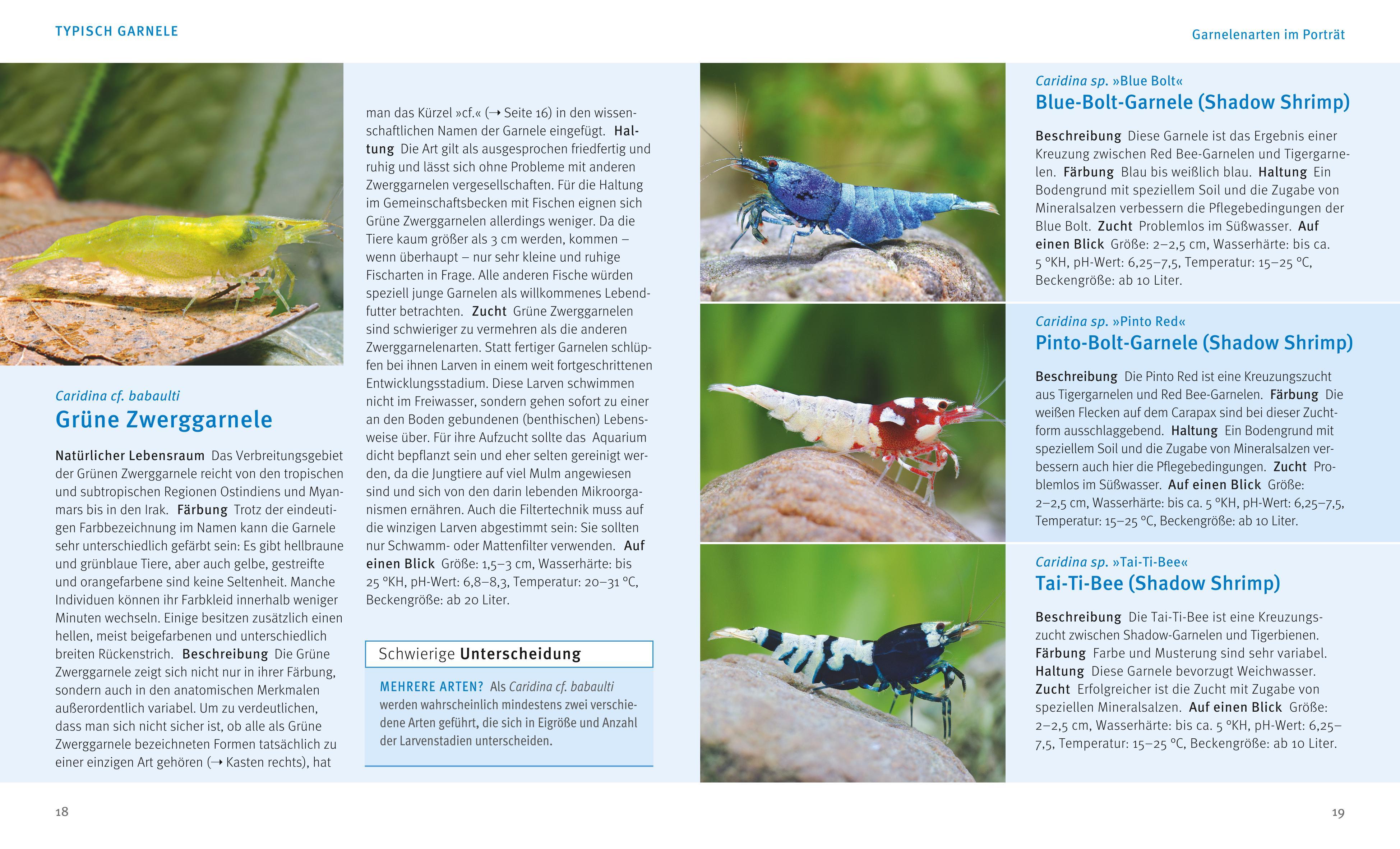 Beispielinhalt (Bild) Süßwasser-Garnelen