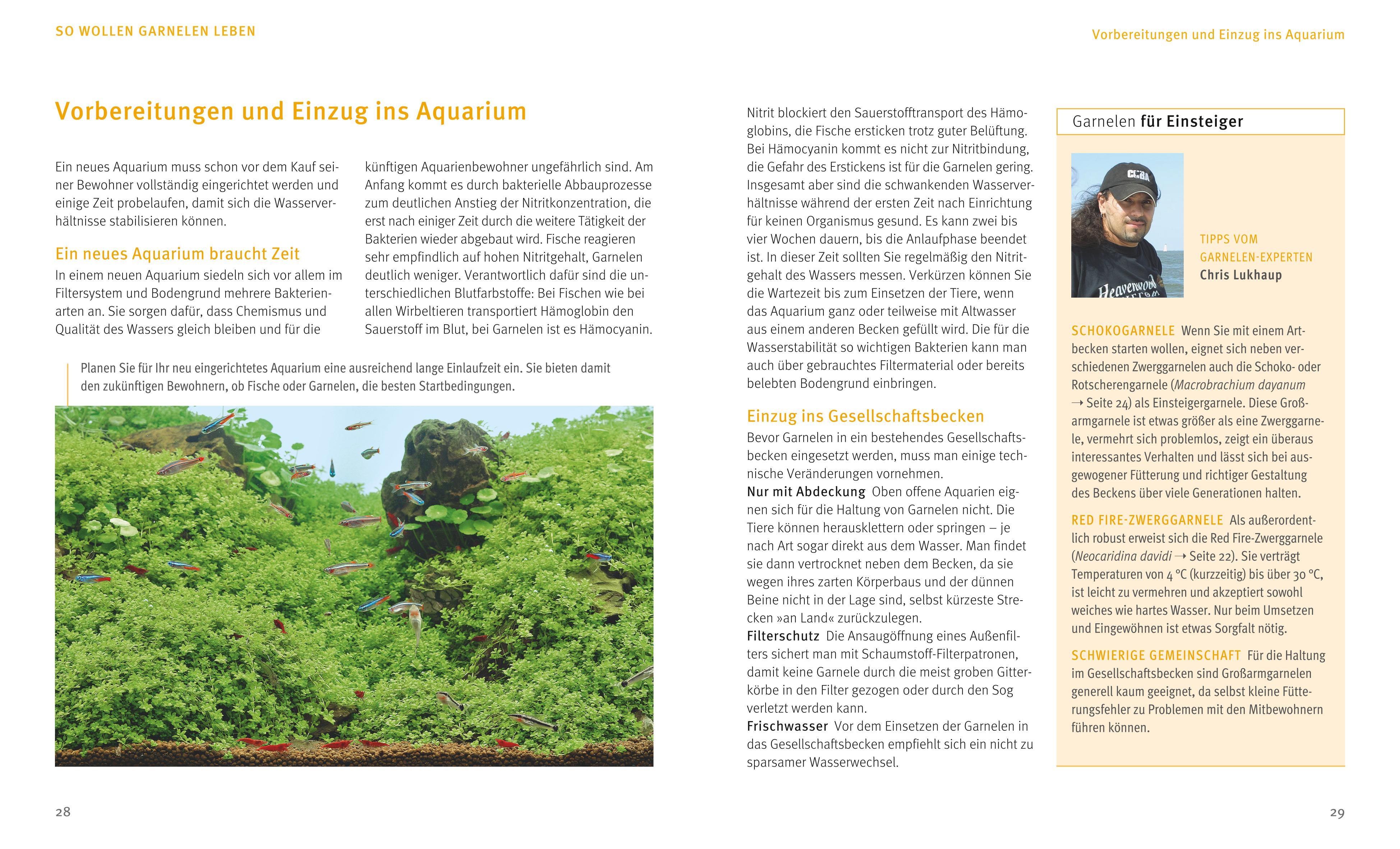 Beispielinhalt (Bild) Süßwasser-Garnelen