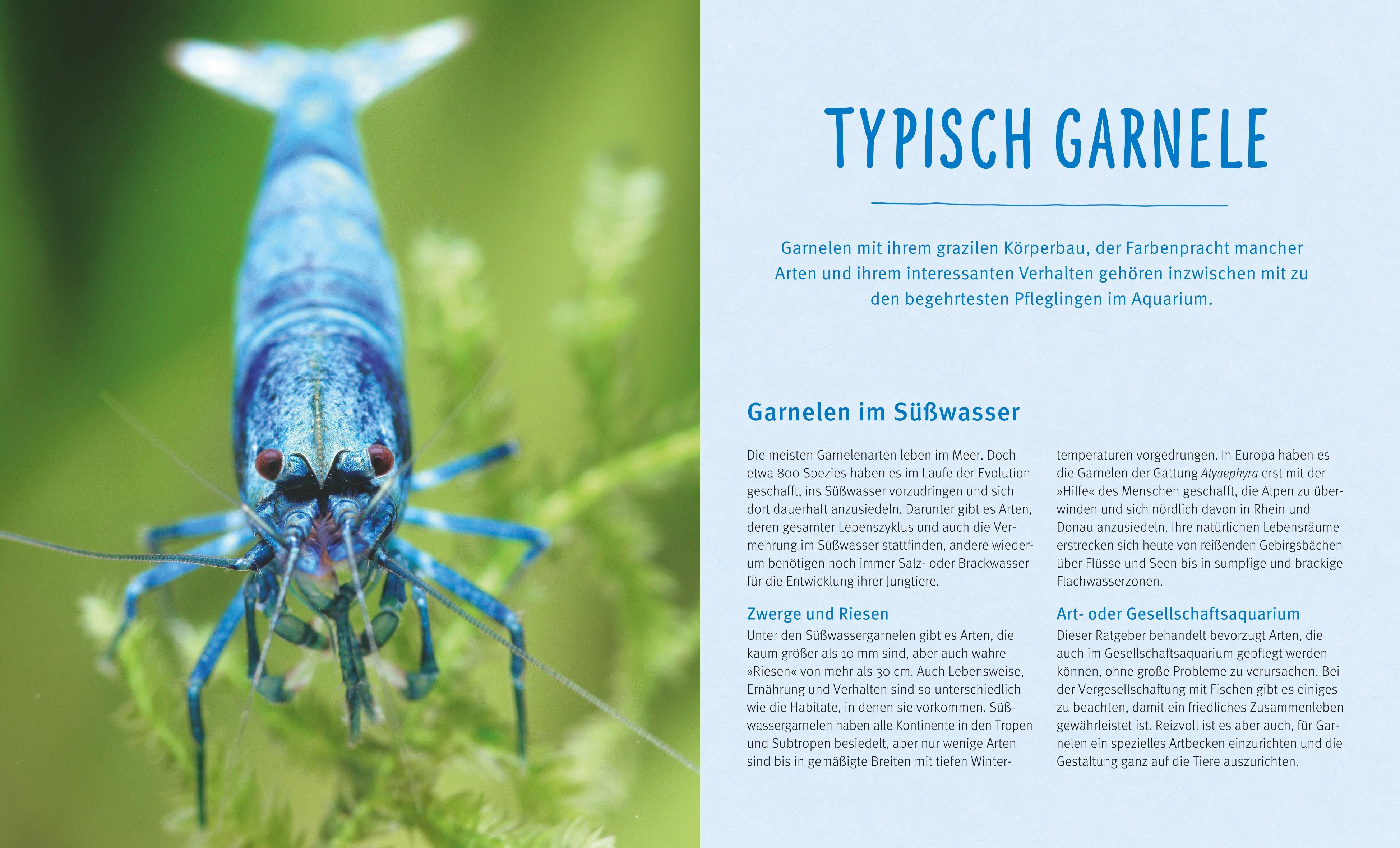 Beispielinhalt (Bild) Süßwasser-Garnelen