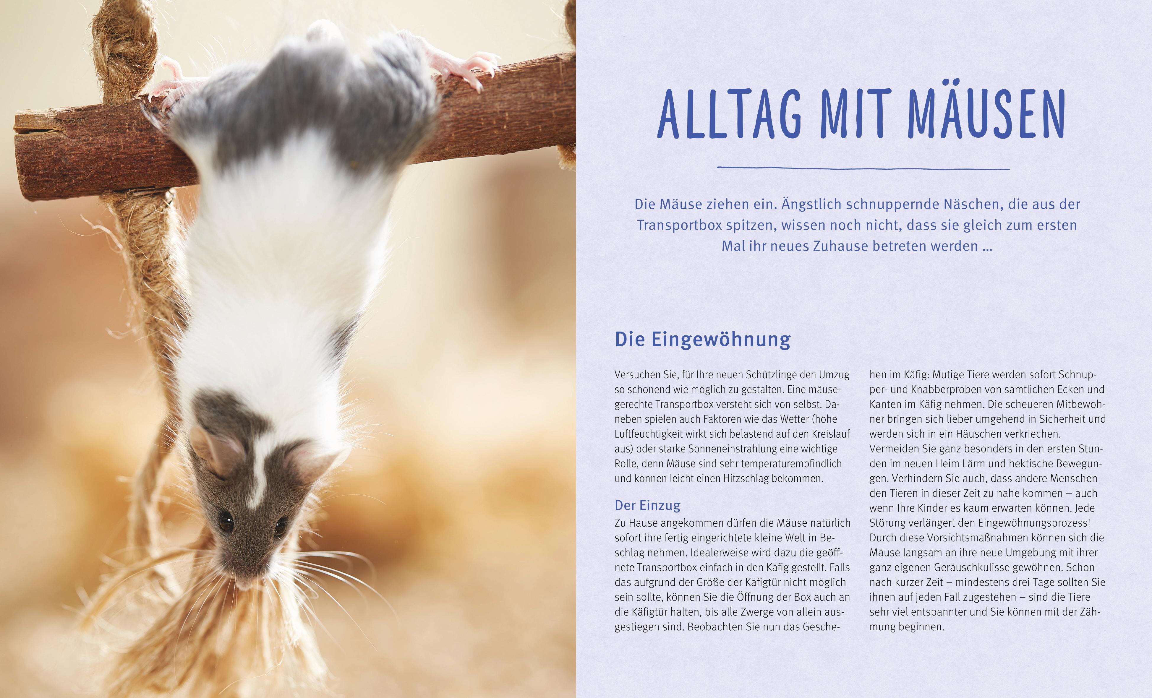 Beispielinhalt (Bild) Mäuse