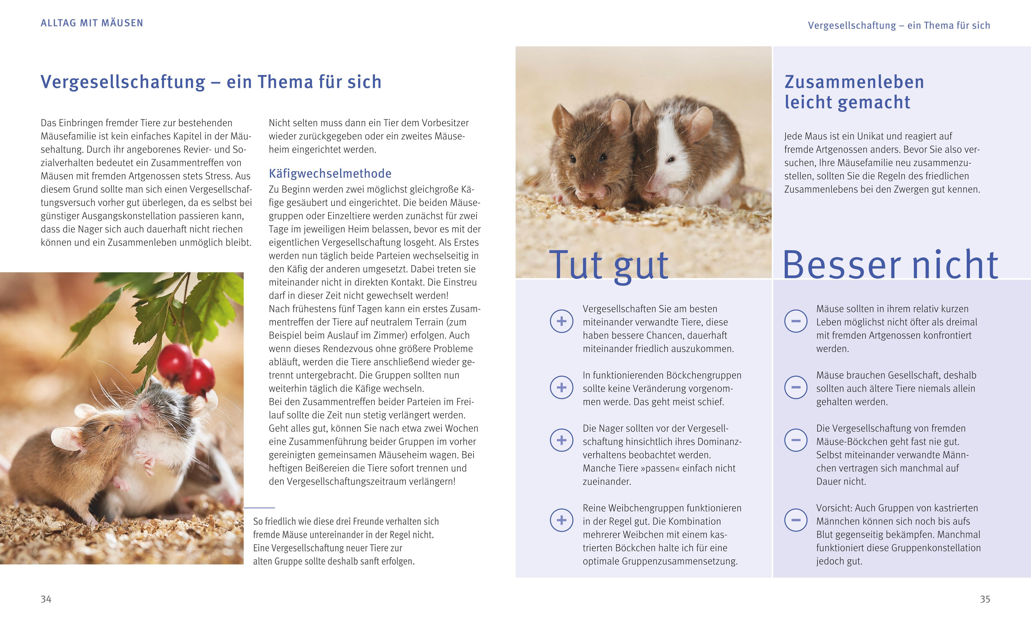 Beispielinhalt (Bild) Mäuse