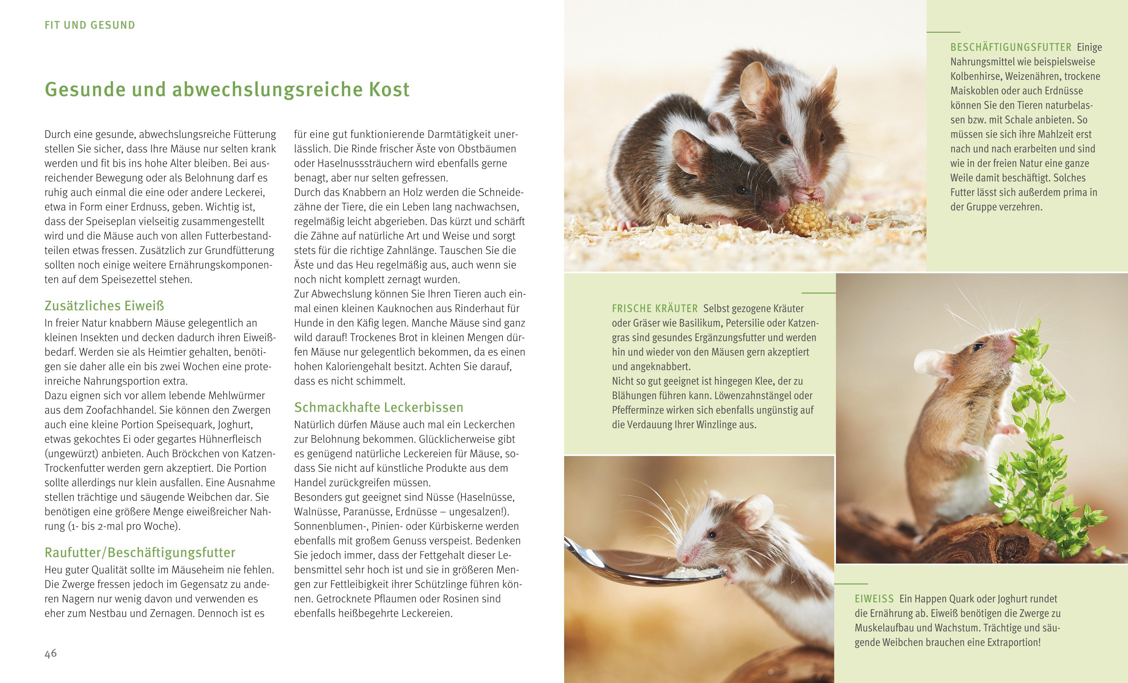 Beispielinhalt (Bild) Mäuse