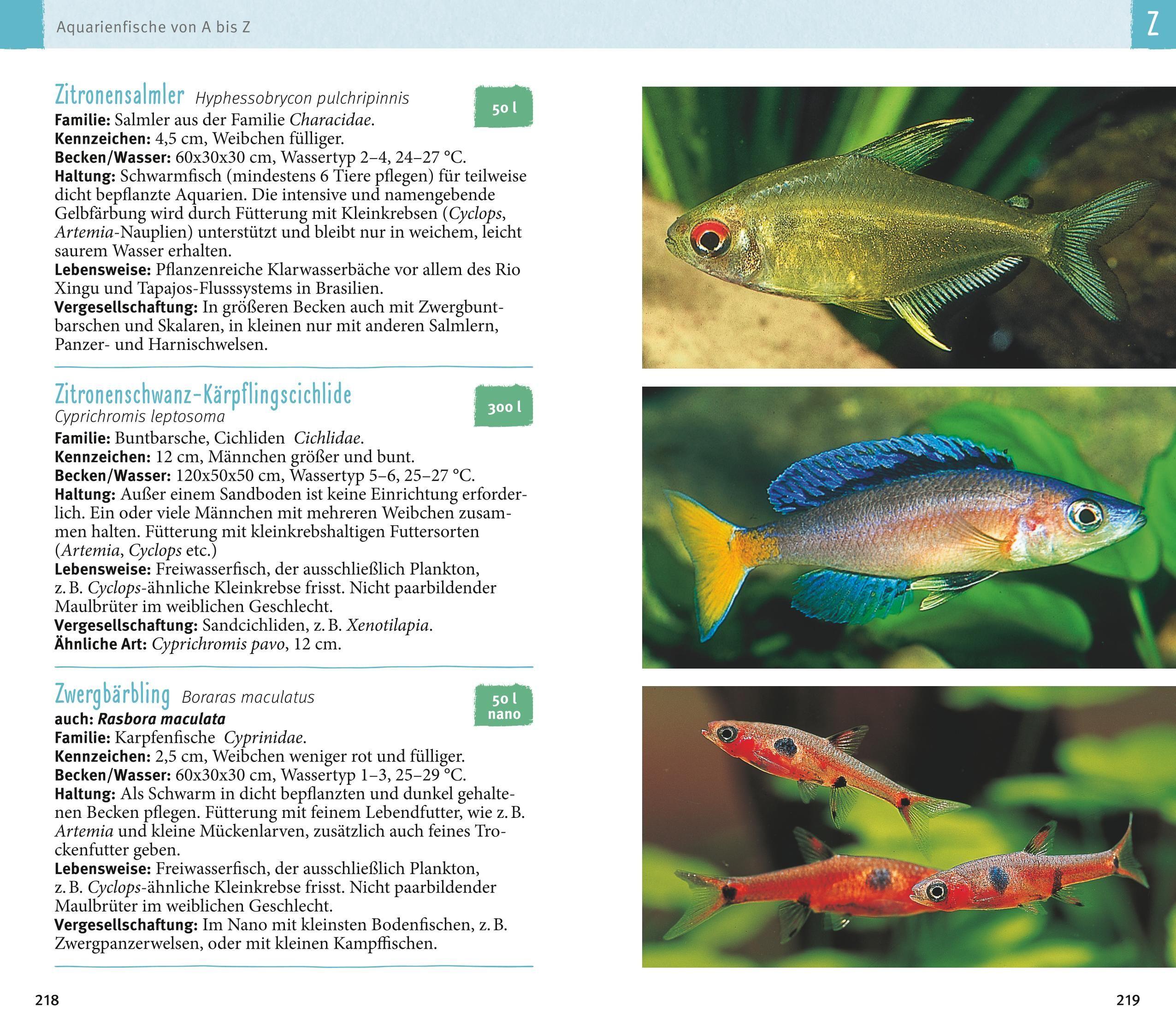 Beispielinhalt (Bild) Aquarienfische von A bis Z