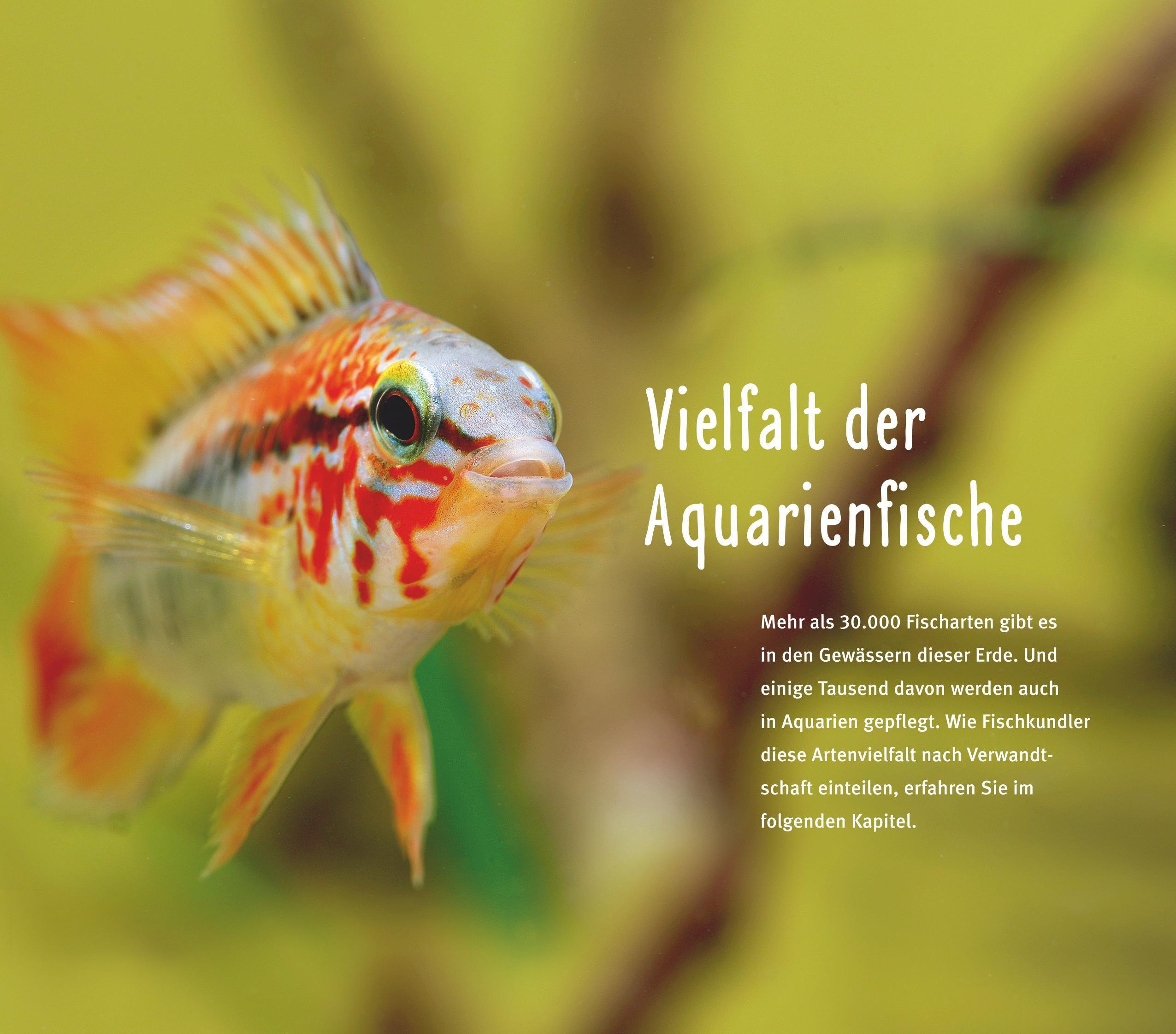 Beispielinhalt (Bild) Aquarienfische von A bis Z
