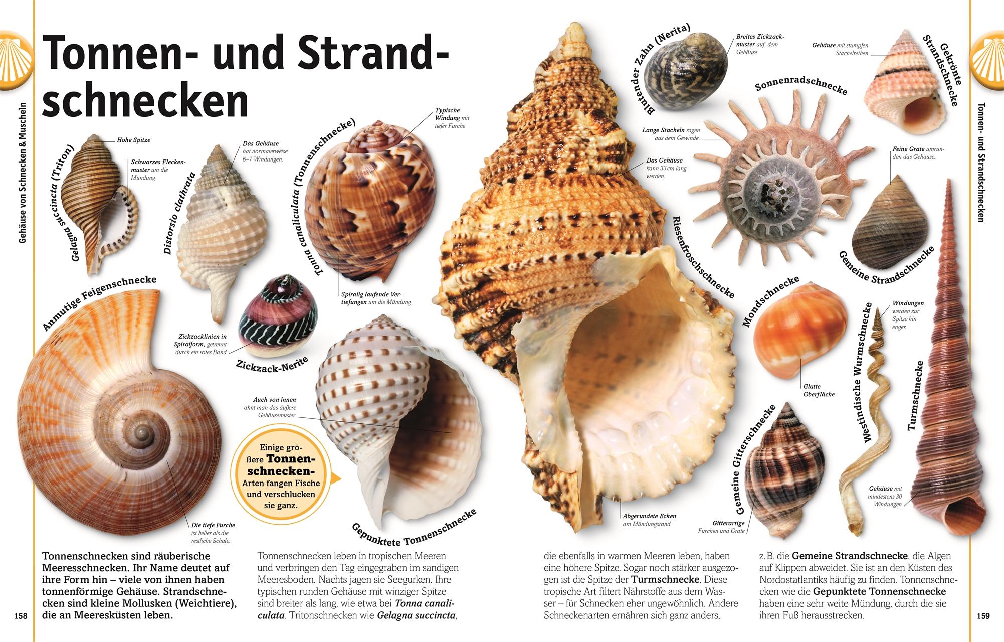 Beispielinhalt (Bild) Steine