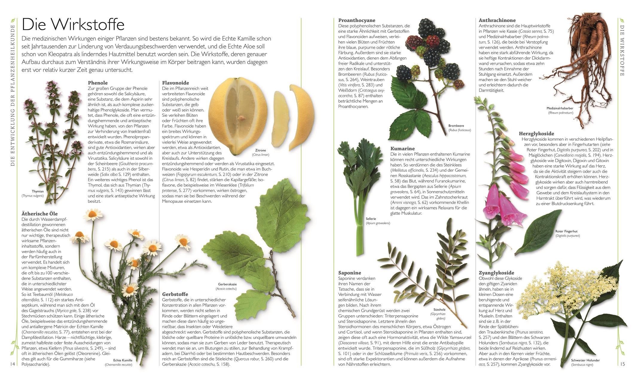 Beispielinhalt (Bild) Das große Lexikon der Heilpflanzen