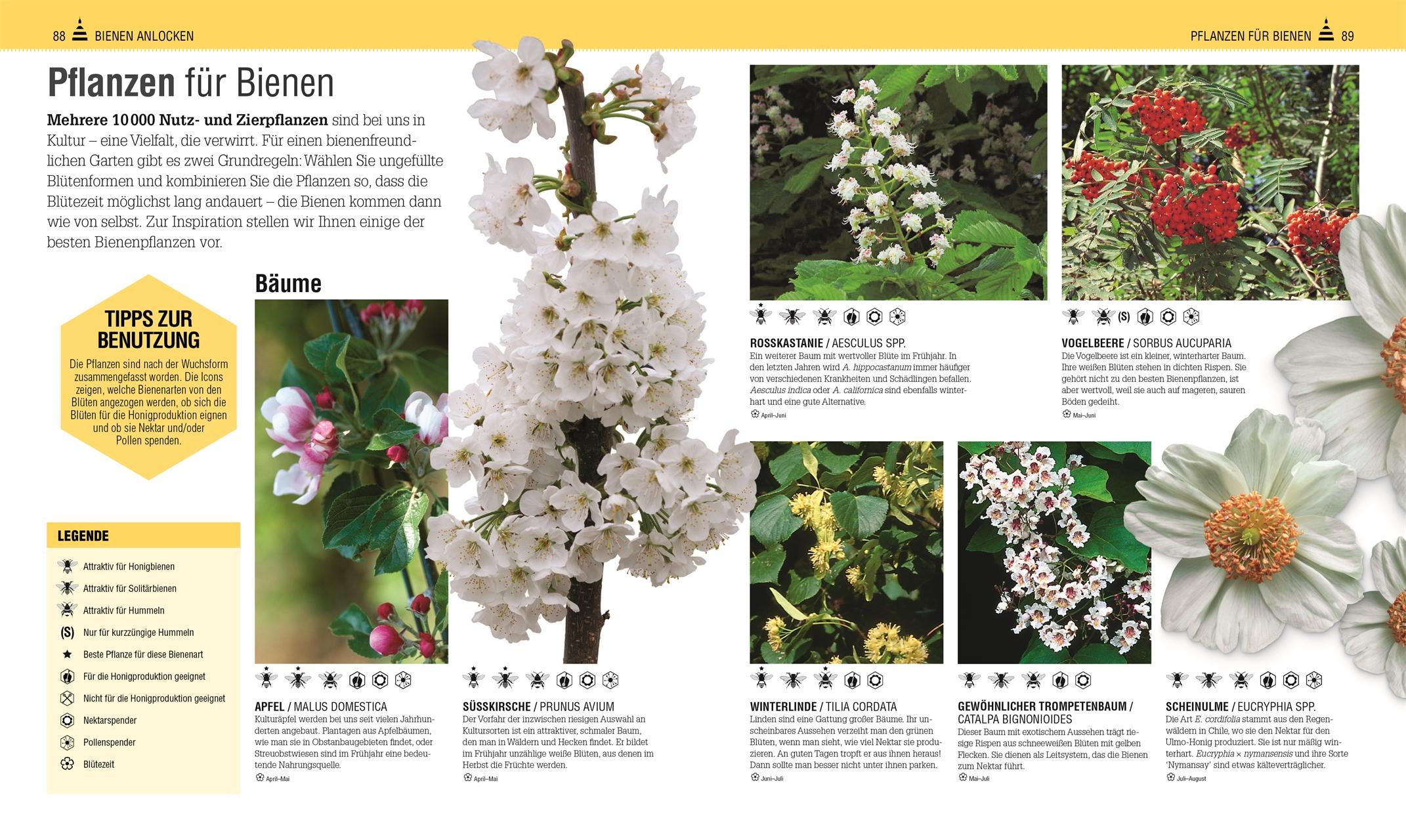 Beispielinhalt (Bild) Das Bienen Buch