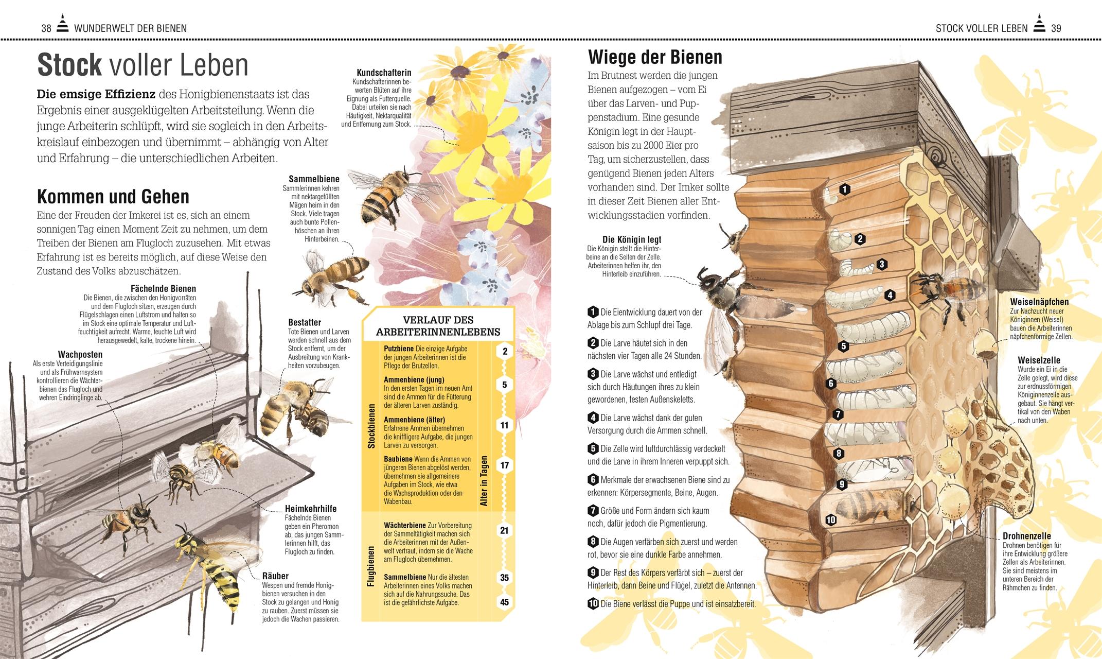 Beispielinhalt (Bild) Das Bienen Buch