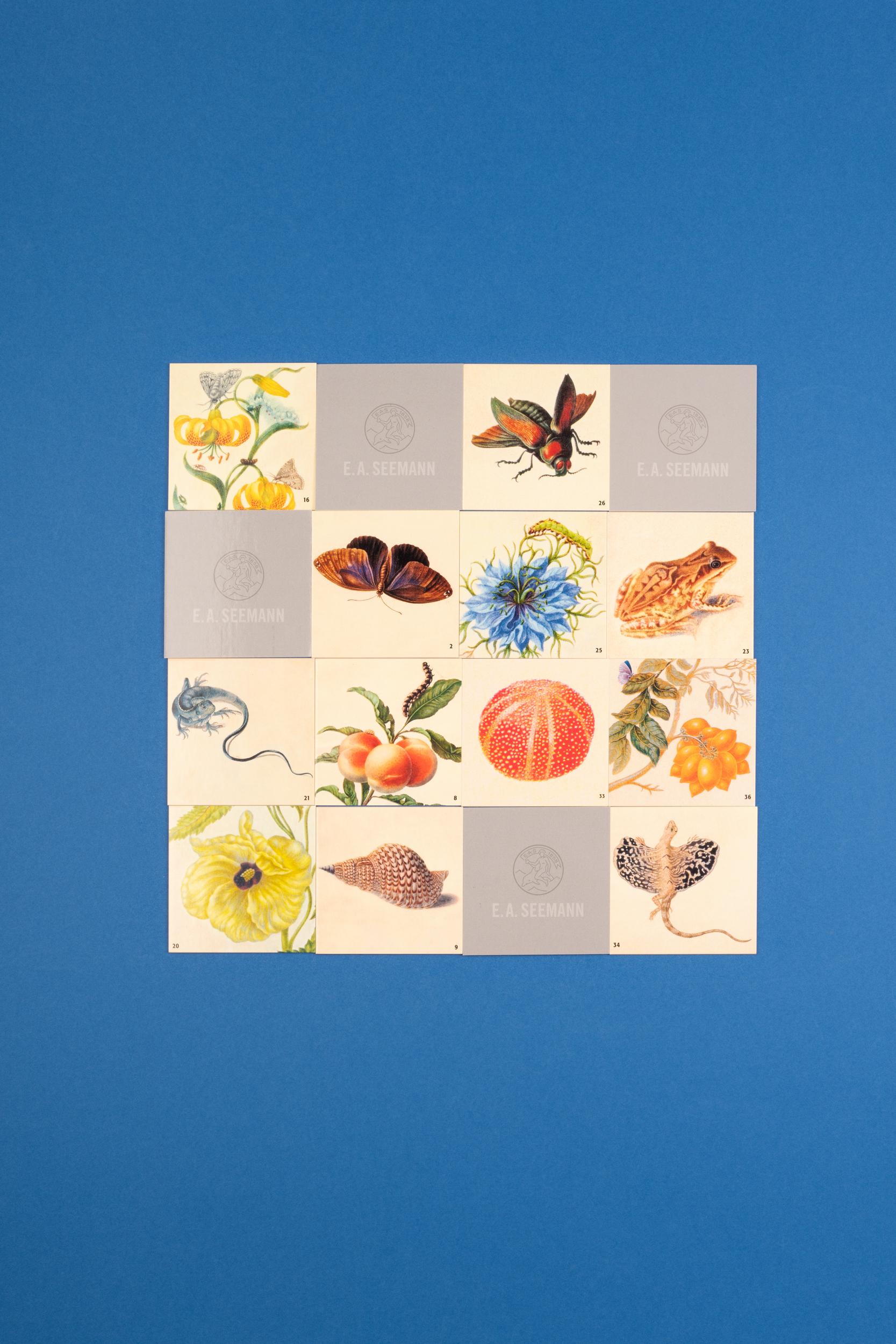 Beispielinhalt (Bild) Maria Sibylla Merian. Memo