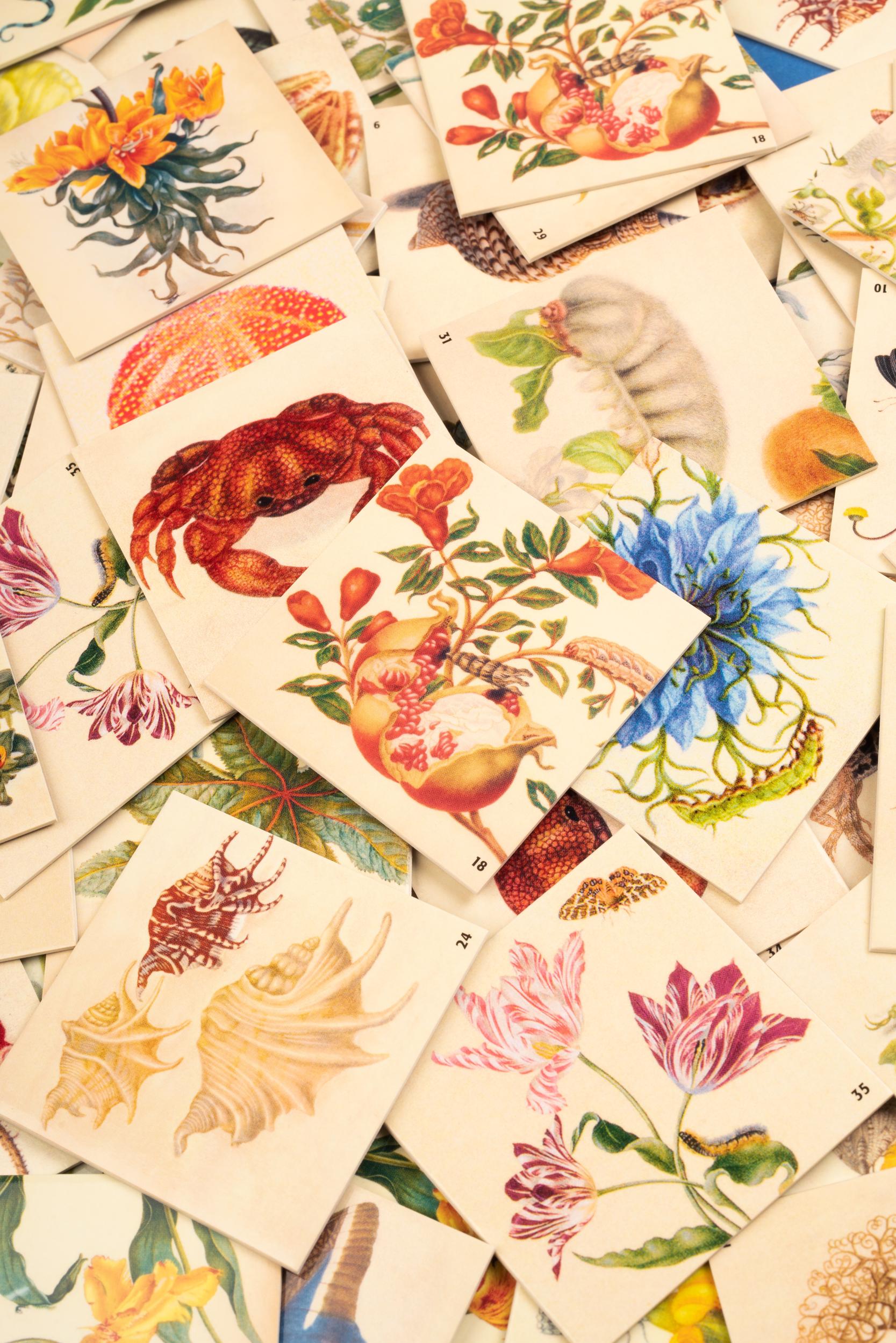 Beispielinhalt (Bild) Maria Sibylla Merian. Memo