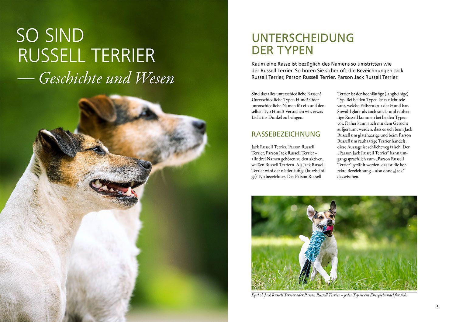 Beispielinhalt (Bild) Parson und Jack Russell Terrier
