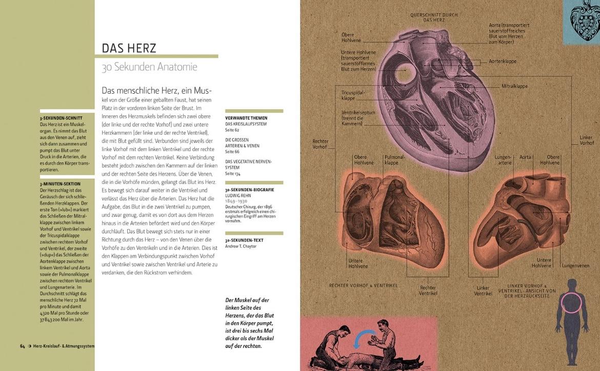 Beispielinhalt (Bild) Anatomie in 30 Sekunden