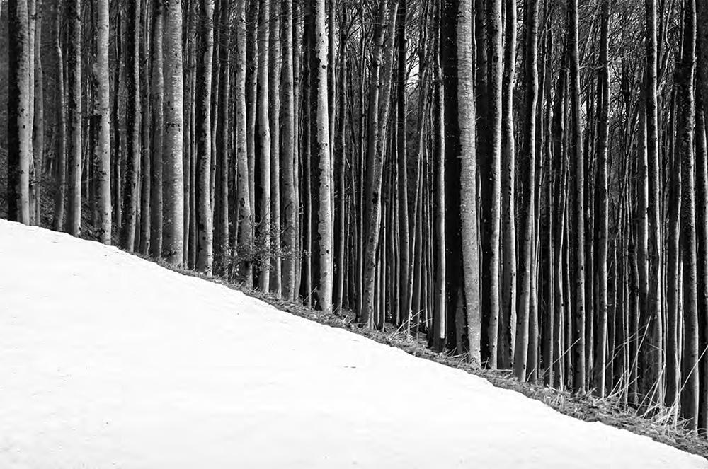 Beispielinhalt (Bild) Schwarz. Wald. Land.