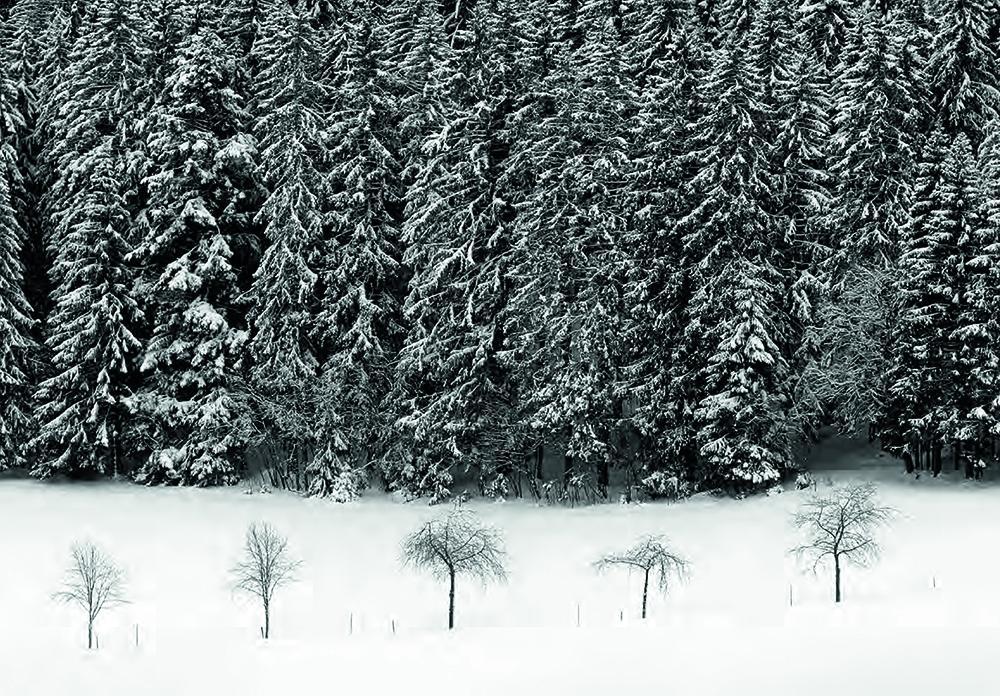 Beispielinhalt (Bild) Schwarz. Wald. Land.
