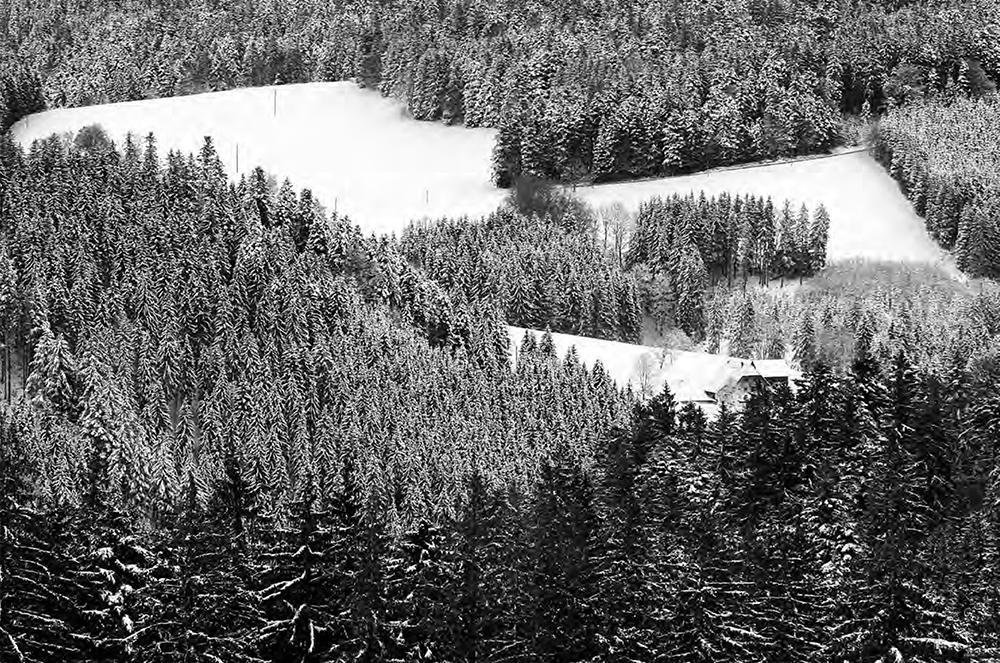 Beispielinhalt (Bild) Schwarz. Wald. Land.