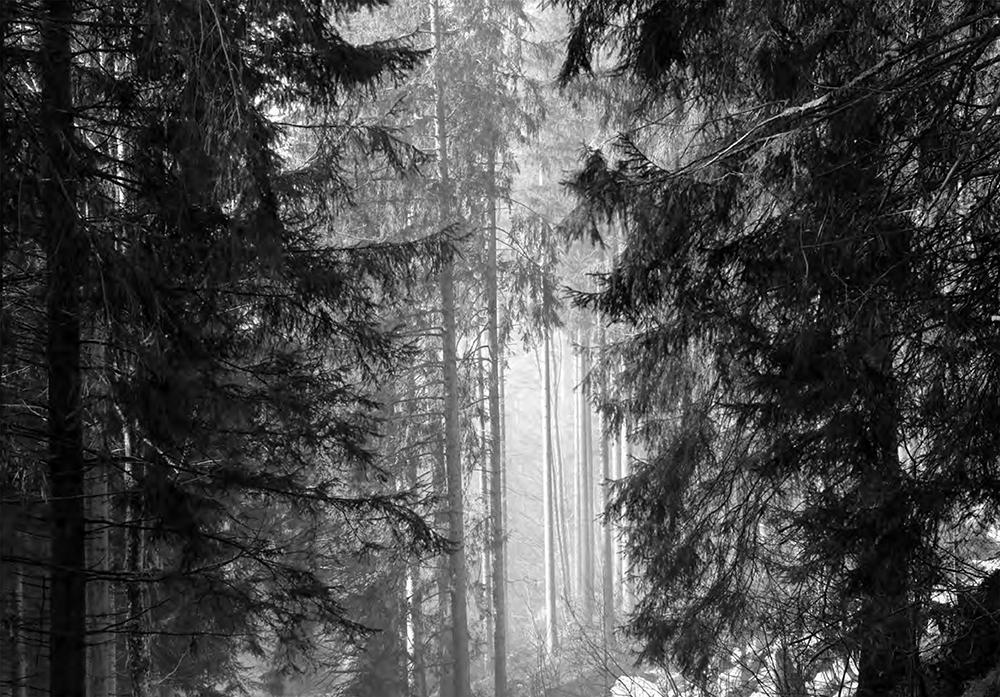 Beispielinhalt (Bild) Schwarz. Wald. Land.