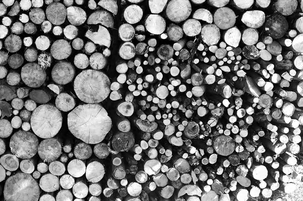 Beispielinhalt (Bild) Schwarz. Wald. Land.