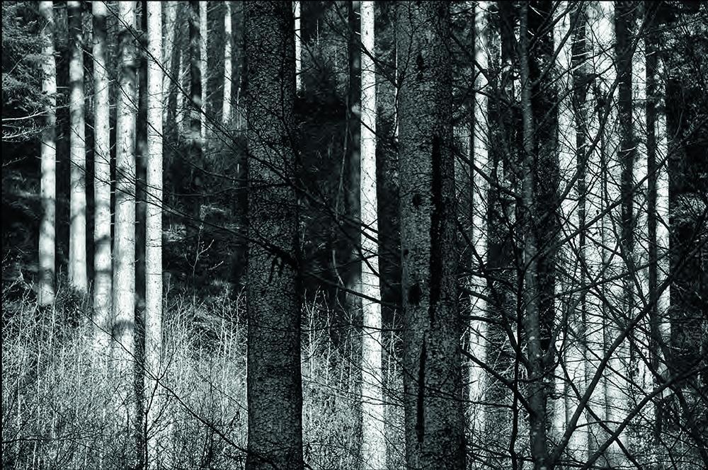 Beispielinhalt (Bild) Schwarz. Wald. Land.