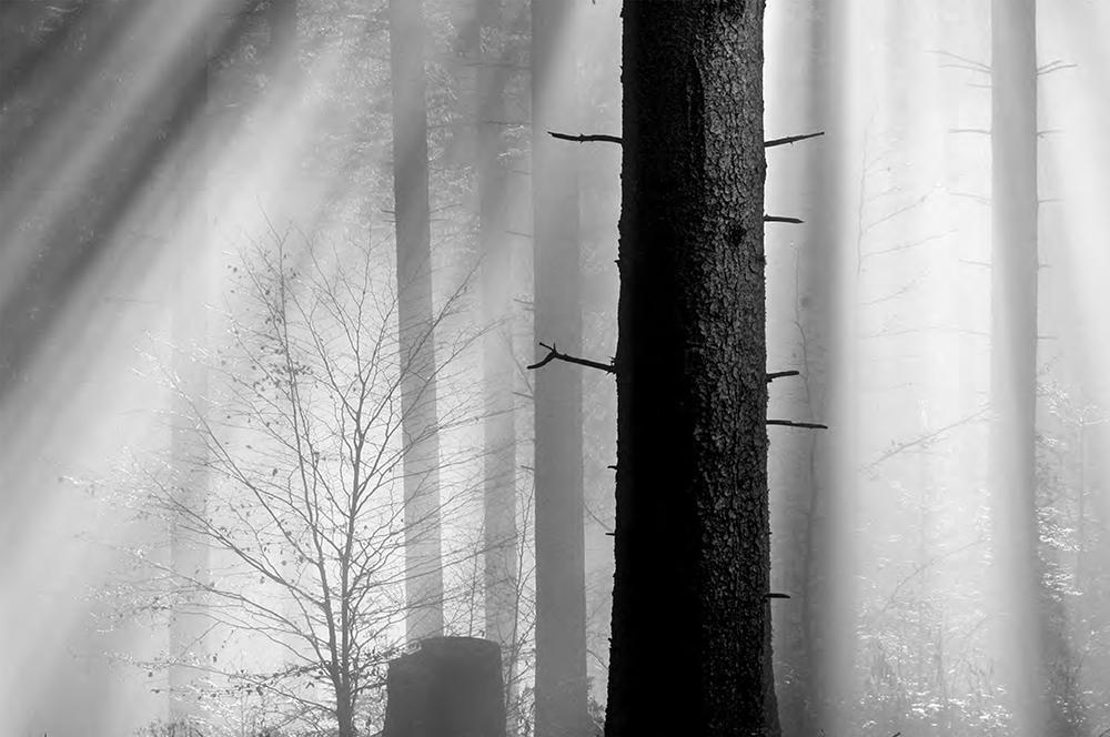 Beispielinhalt (Bild) Schwarz. Wald. Land.