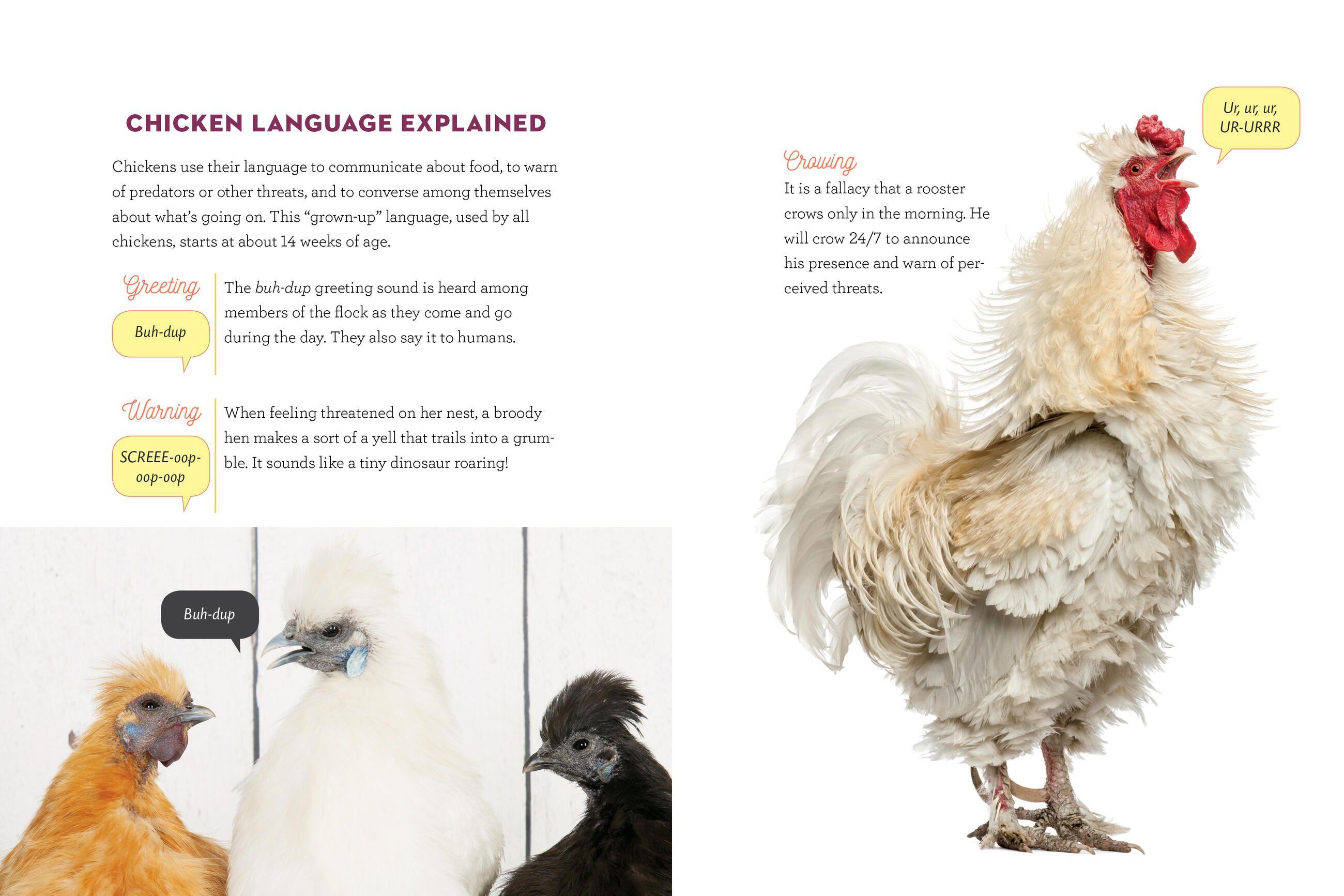 Beispielinhalt (Bild) How to Speak Chicken