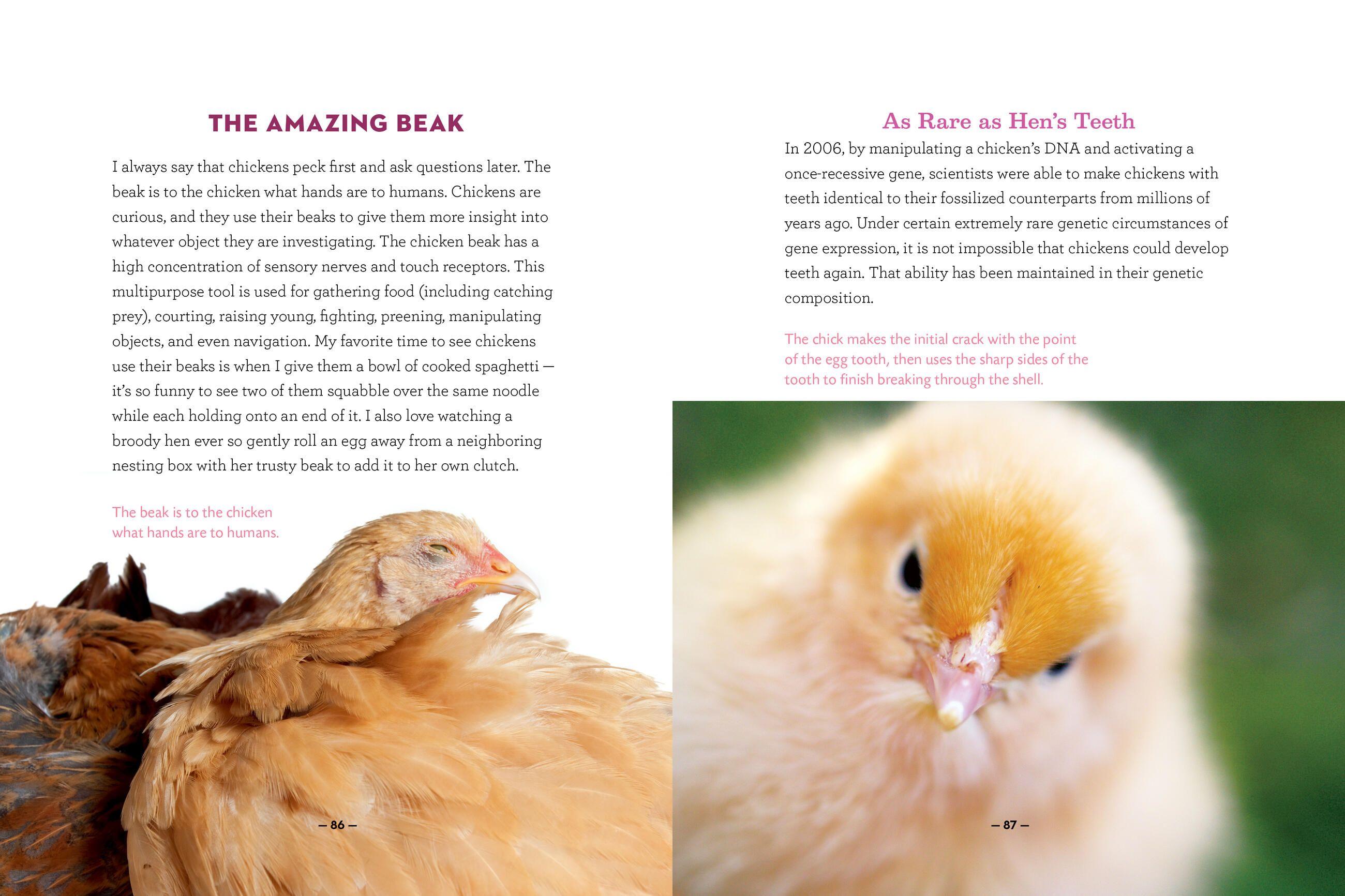 Beispielinhalt (Bild) How to Speak Chicken