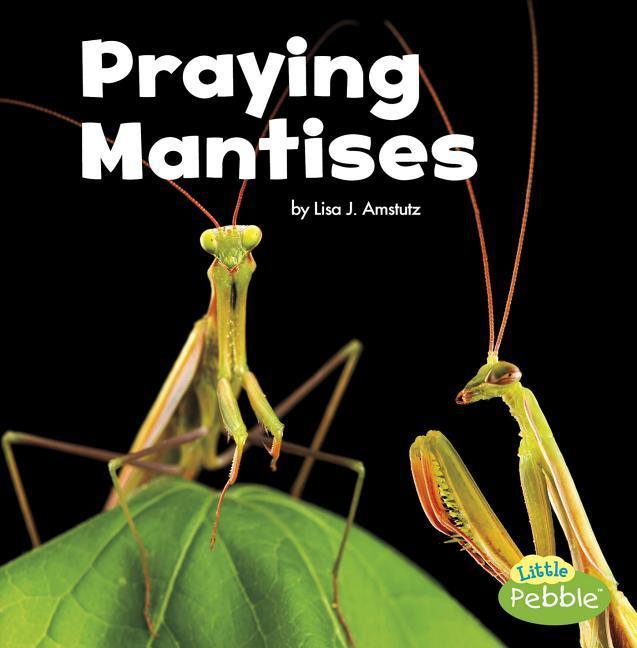 Vorderes Coverbild Praying Mantises