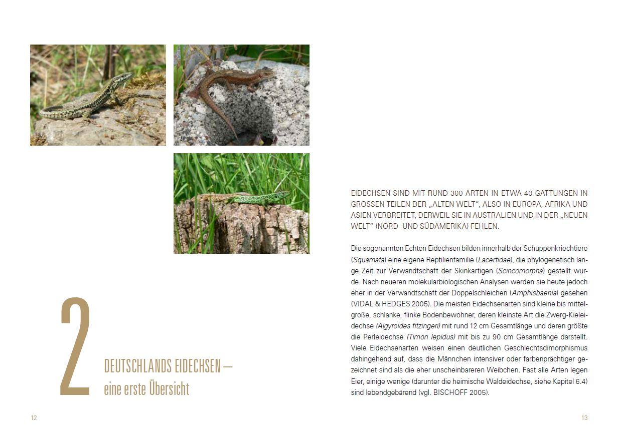 Beispielinhalt (Bild) Heimische Eidechsen im Freiland und Terrarium