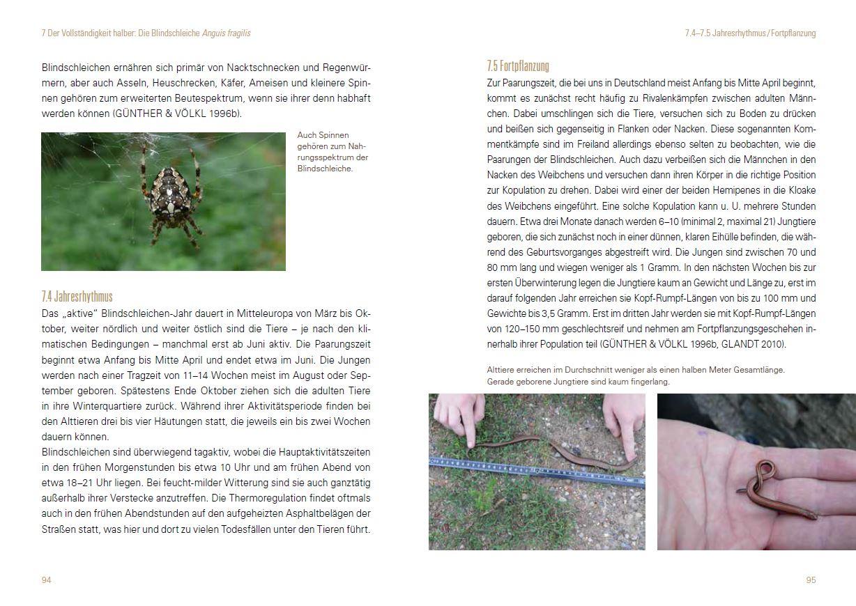 Beispielinhalt (Bild) Heimische Eidechsen im Freiland und Terrarium