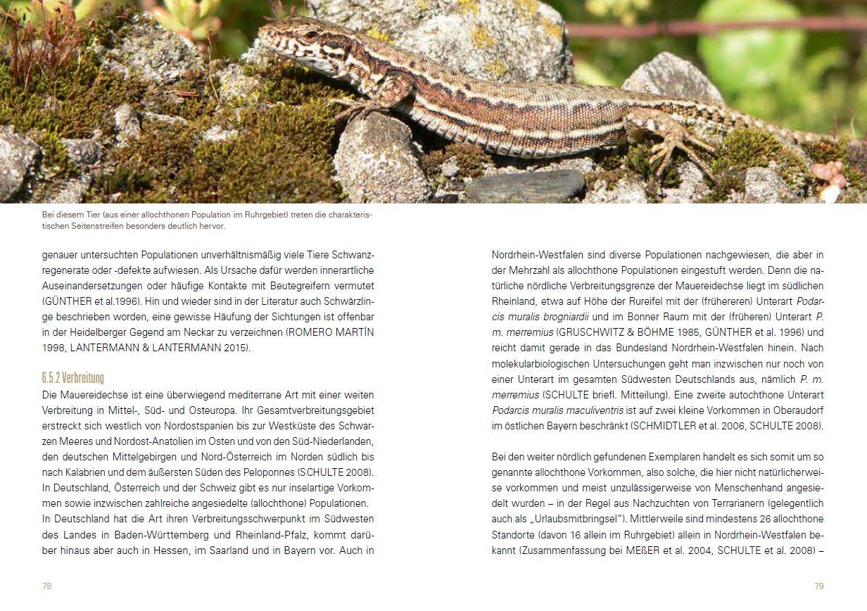 Beispielinhalt (Bild) Heimische Eidechsen im Freiland und Terrarium