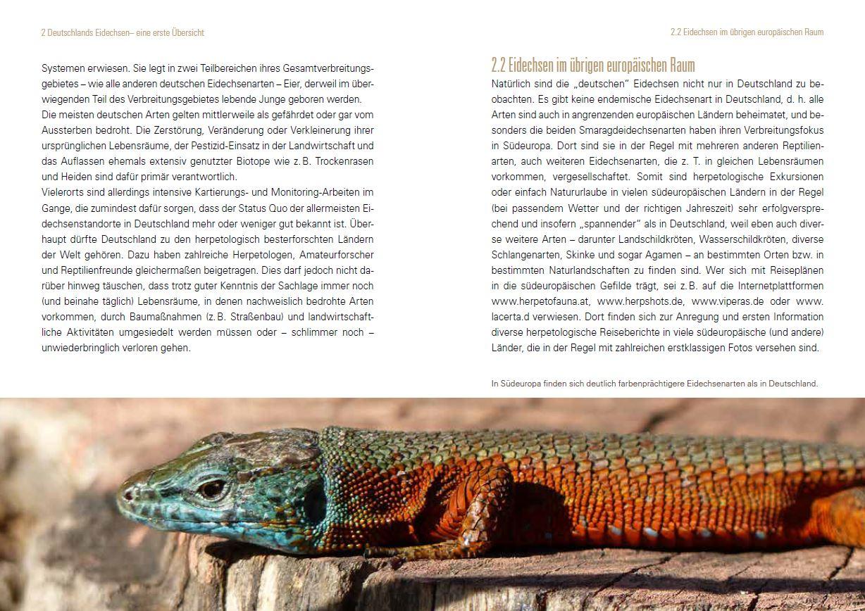 Beispielinhalt (Bild) Heimische Eidechsen im Freiland und Terrarium