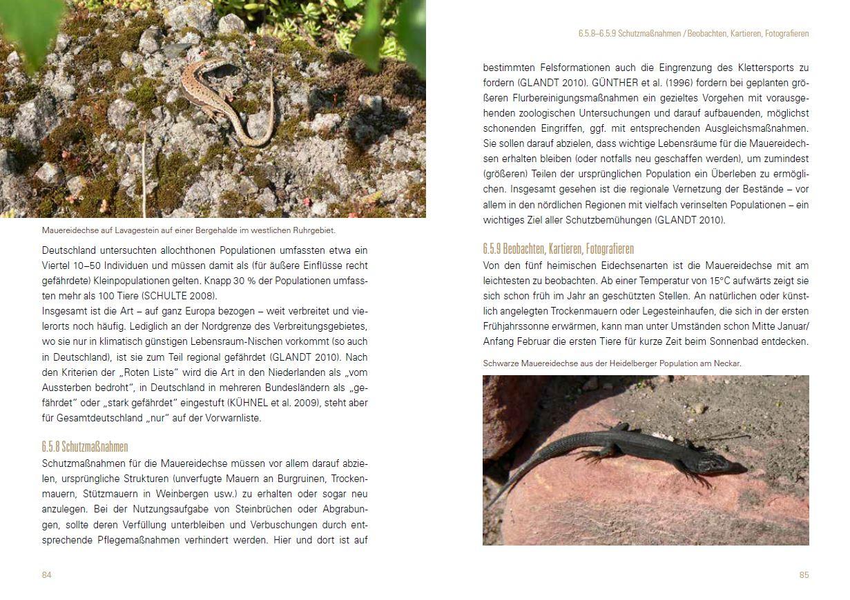 Beispielinhalt (Bild) Heimische Eidechsen im Freiland und Terrarium