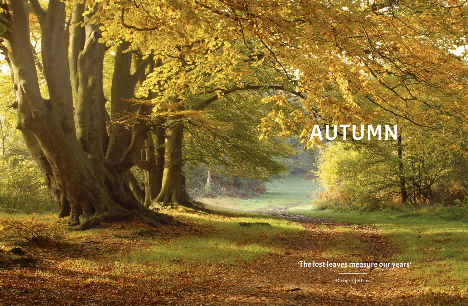 Beispielinhalt (Bild) Woods