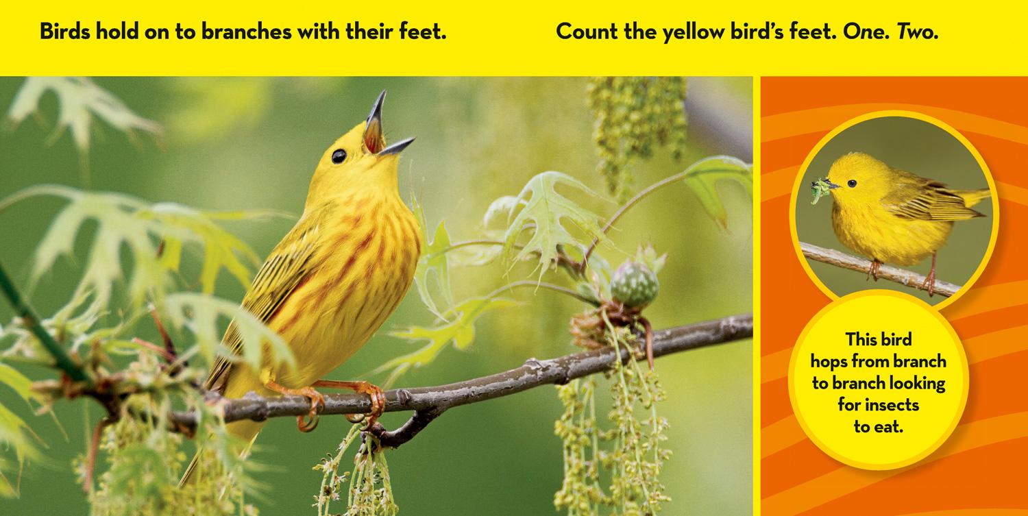 Beispielinhalt (Bild) National Geographic Kids Look & Learn: Birds
