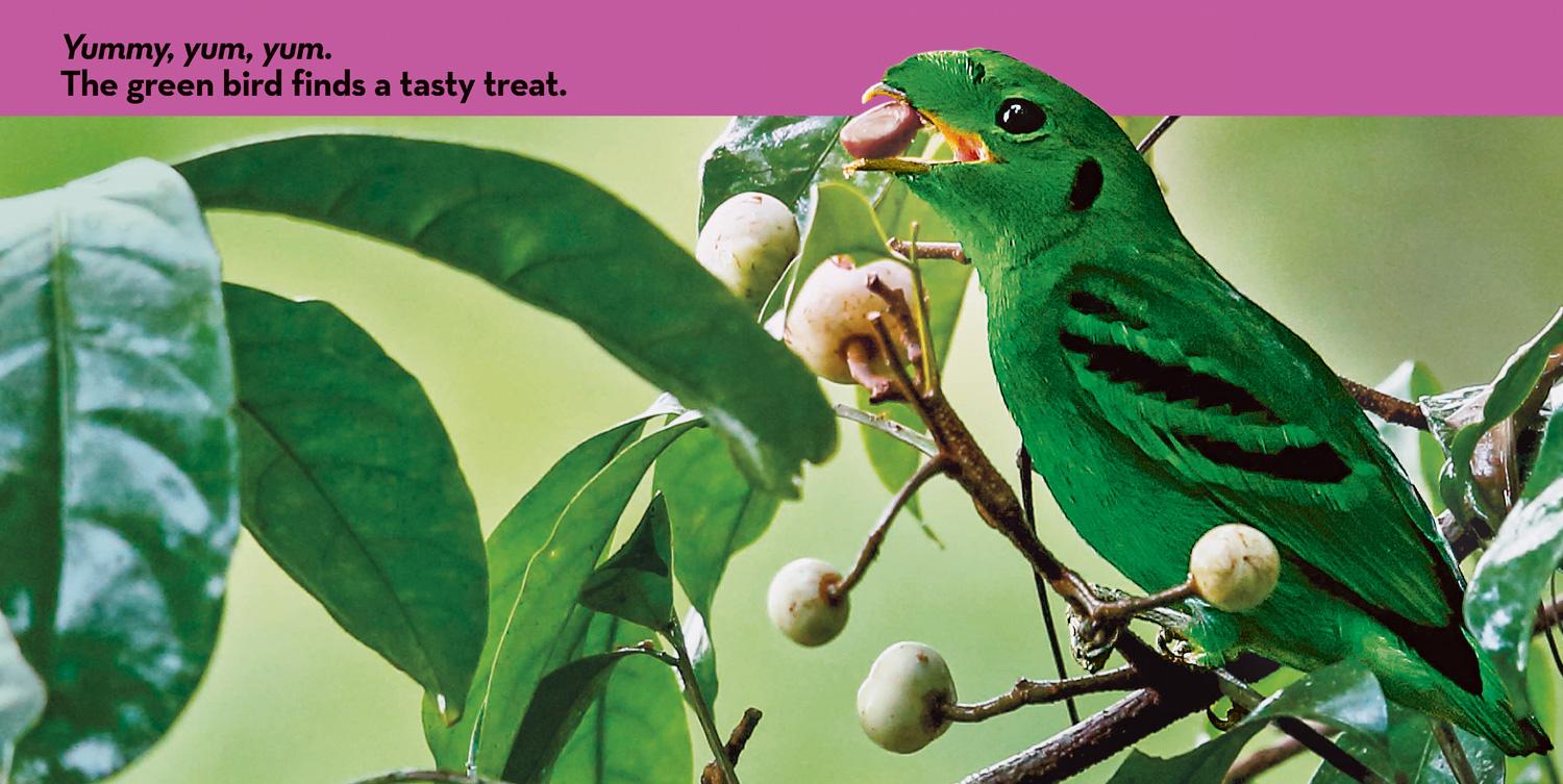 Beispielinhalt (Bild) National Geographic Kids Look & Learn: Birds