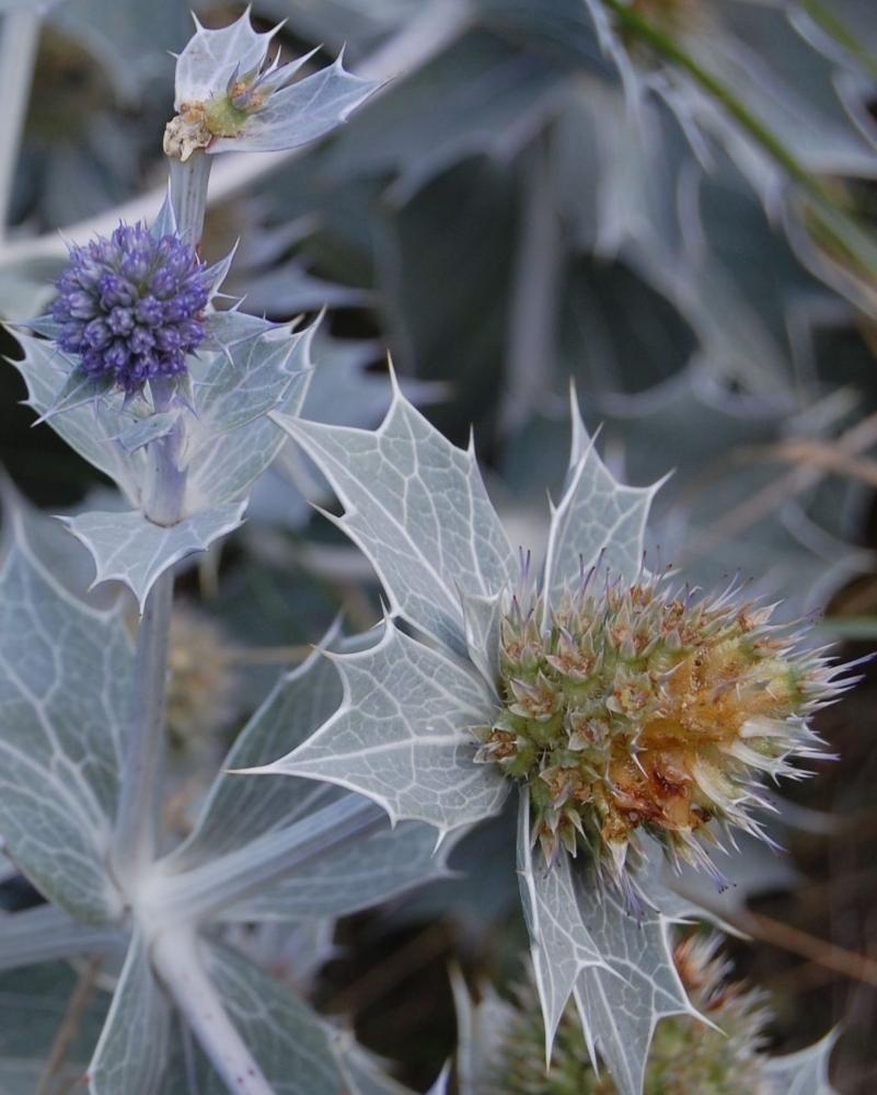 Beispielinhalt (Bild) Sylter Flora & Fauna