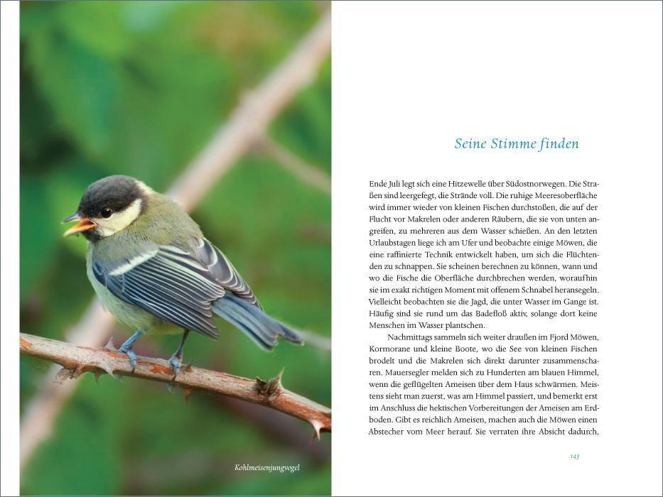 Beispielinhalt (Bild) Das verborgene Leben der Meisen