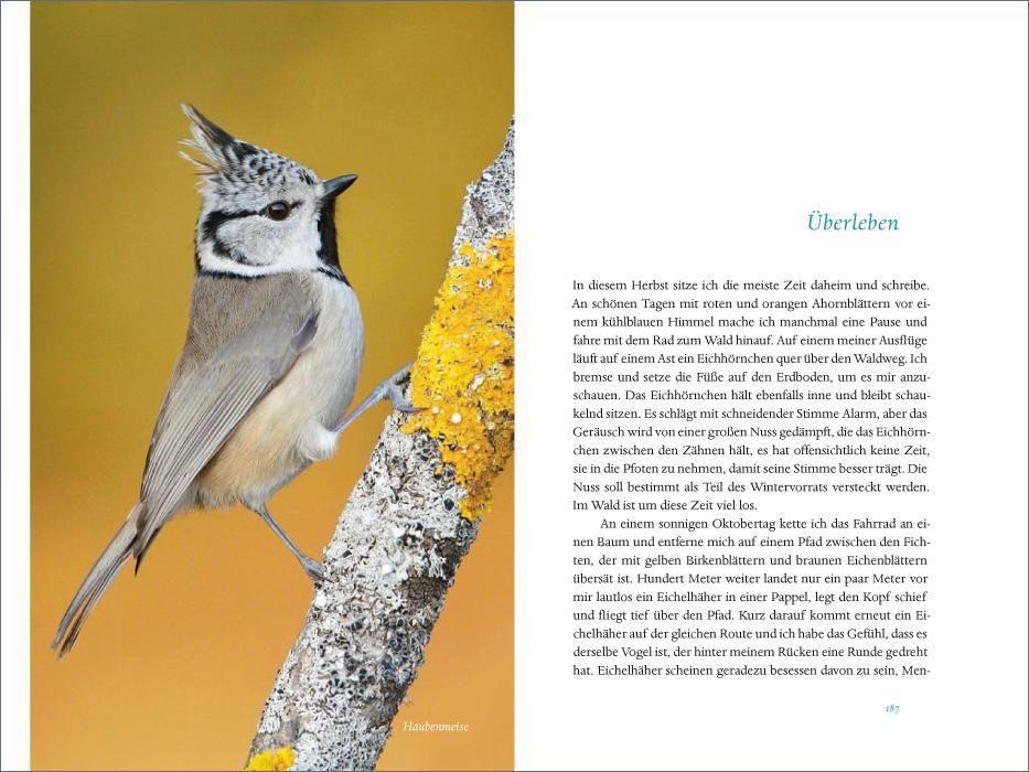 Beispielinhalt (Bild) Das verborgene Leben der Meisen