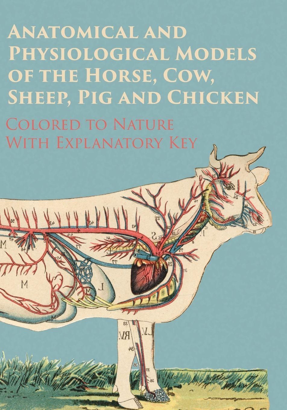 Vorderes Coverbild Anatomical and Physiological Models of the Horse, Cow, Sheep, Pig and Chicken - Colored to Nature - With Explanatory Key