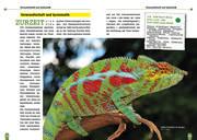 Beispielinhalt (Bild) Pantherchamäleons