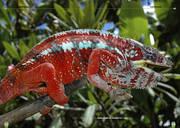 Beispielinhalt (Bild) Pantherchamäleons