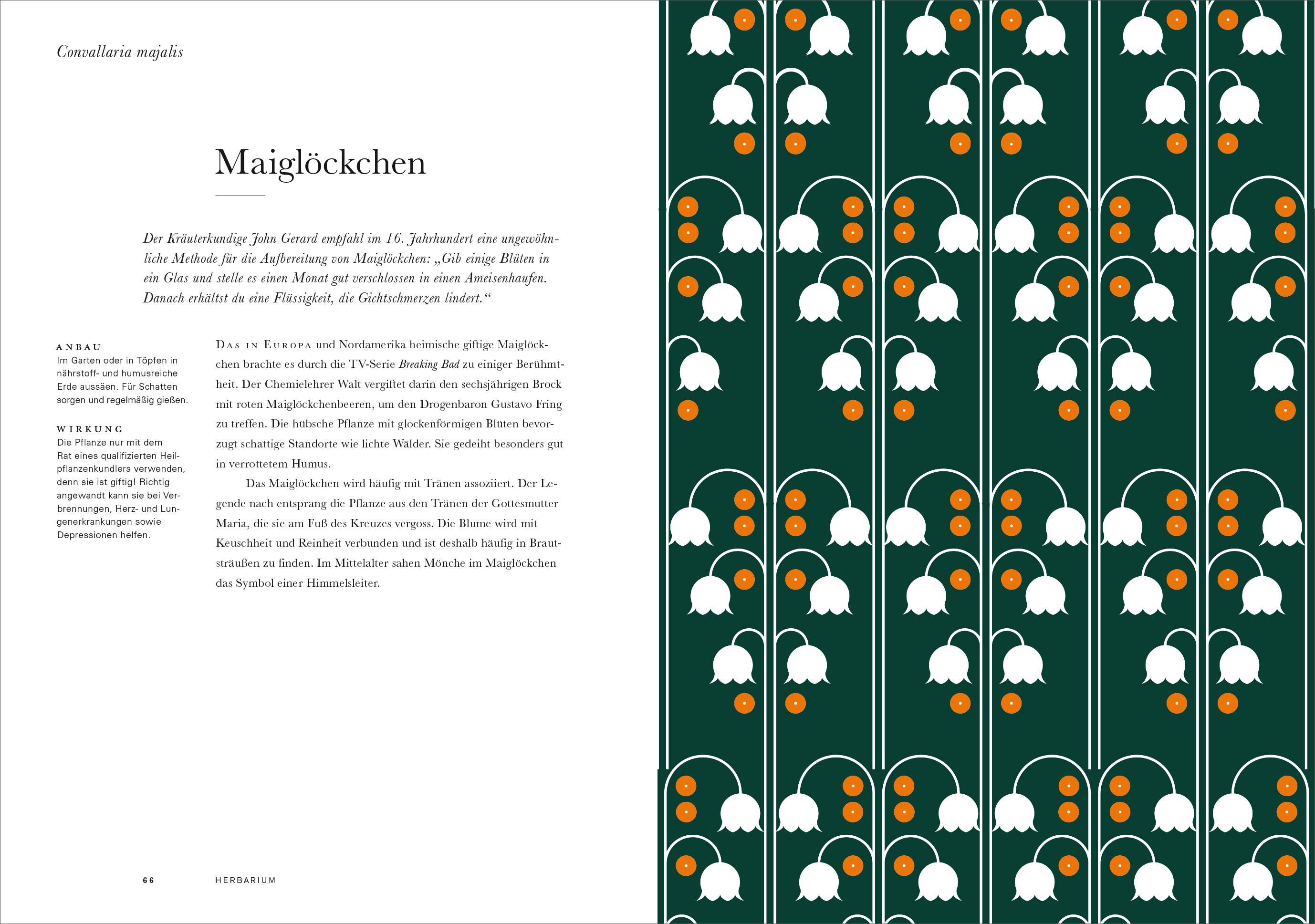 Beispielinhalt (Bild) Herbarium