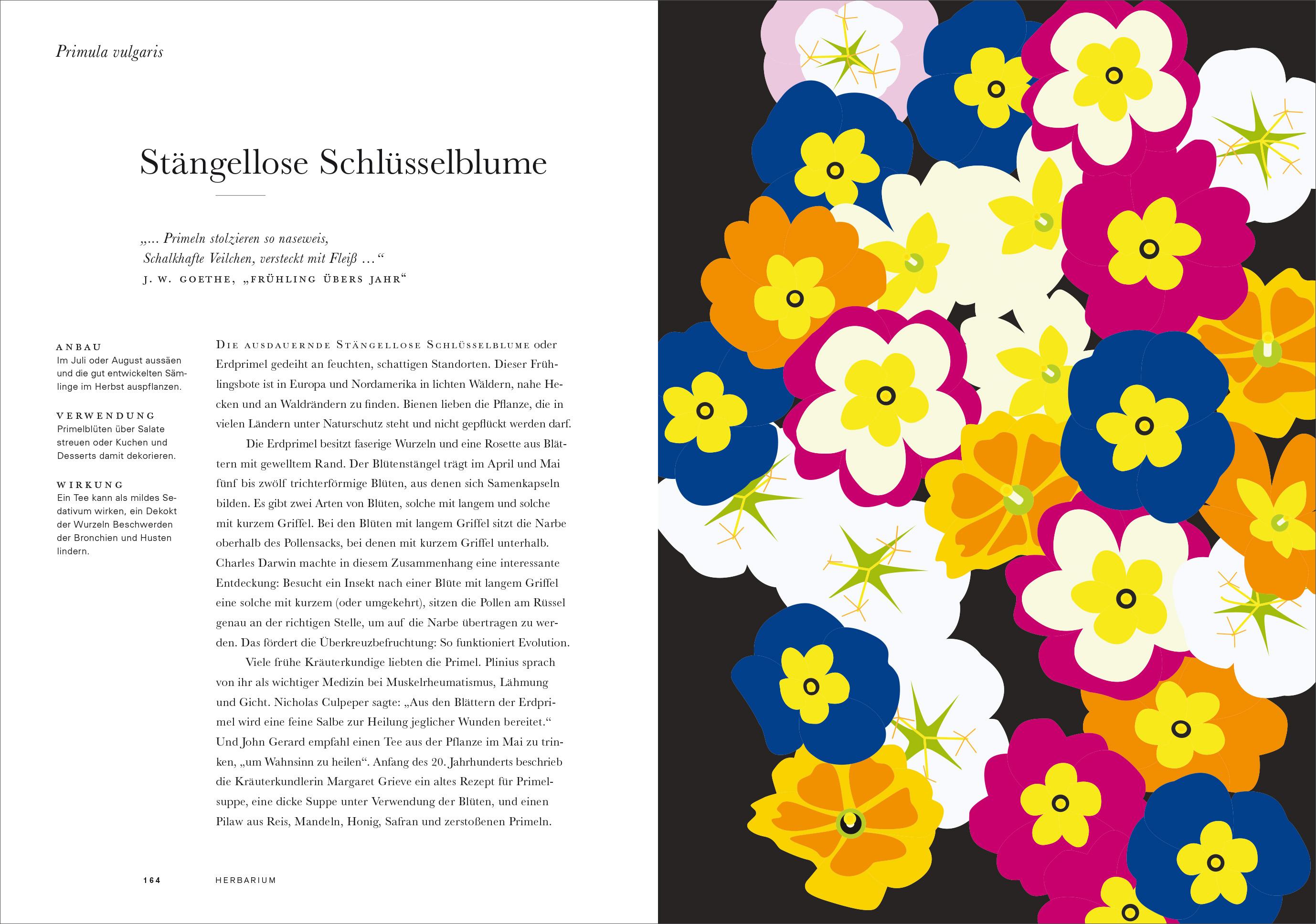 Beispielinhalt (Bild) Herbarium
