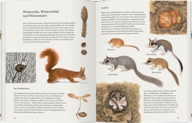 Beispielinhalt (Bild) Schneehuhn, Reh und Haselmaus