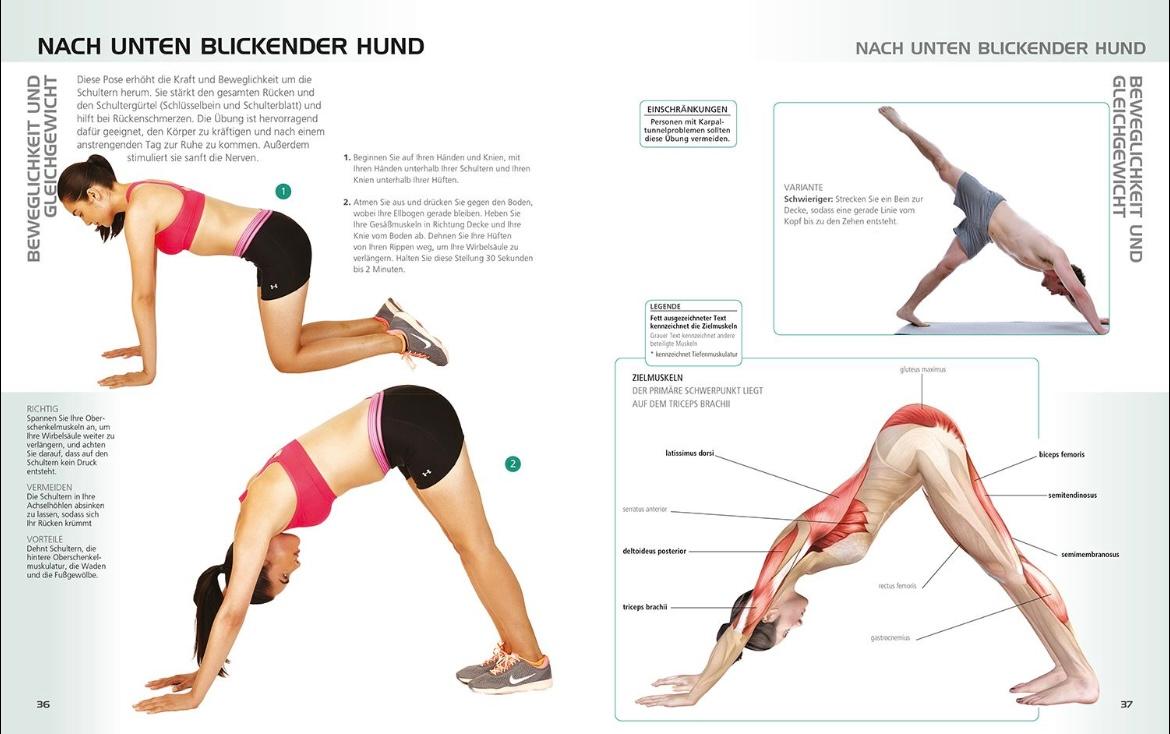 Beispielinhalt (Bild) Die Anatomie des gerätelosen Workouts