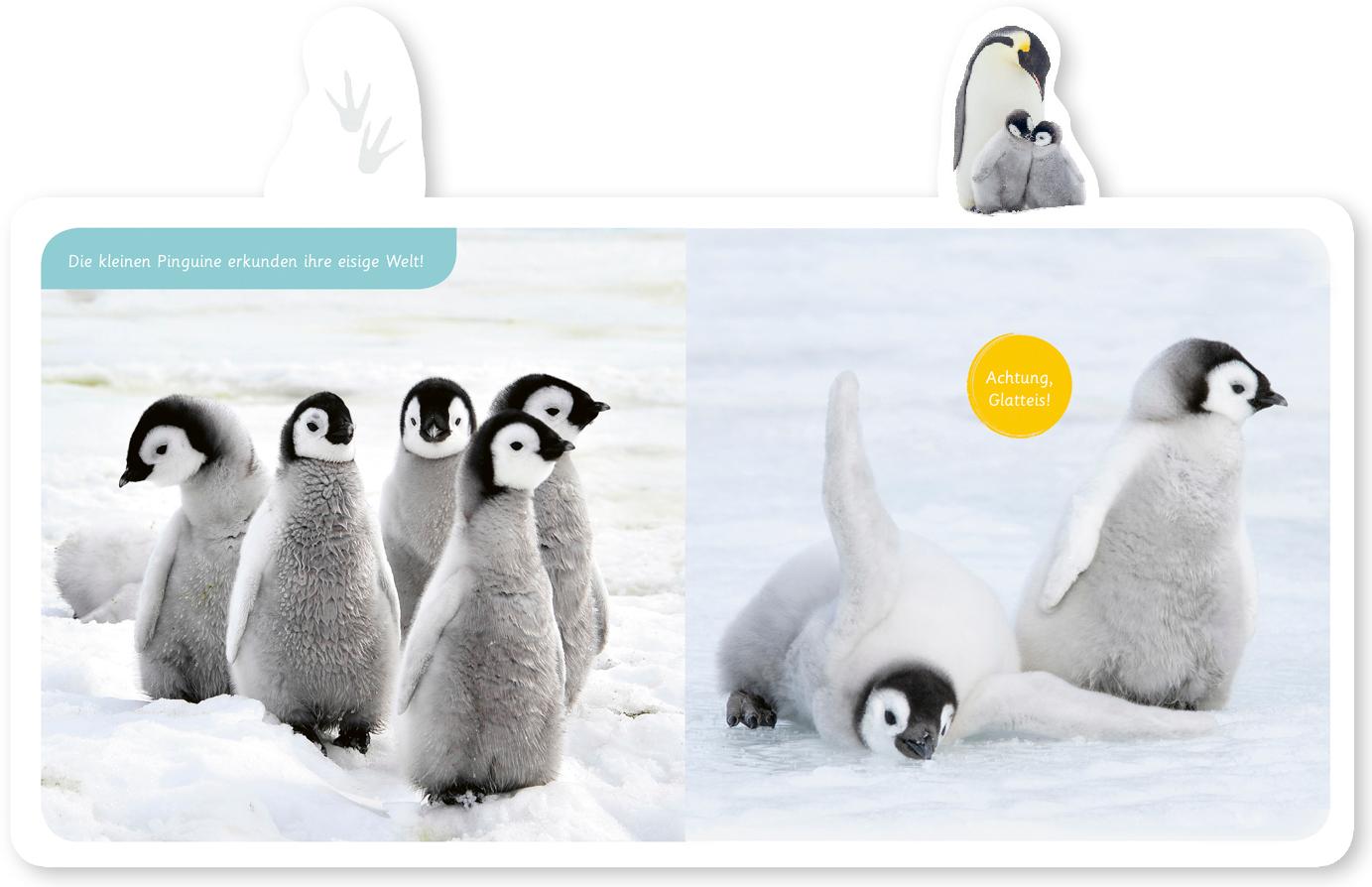 Beispielinhalt (Bild) Mein kleines Tier-Lexikon - Der Pinguin