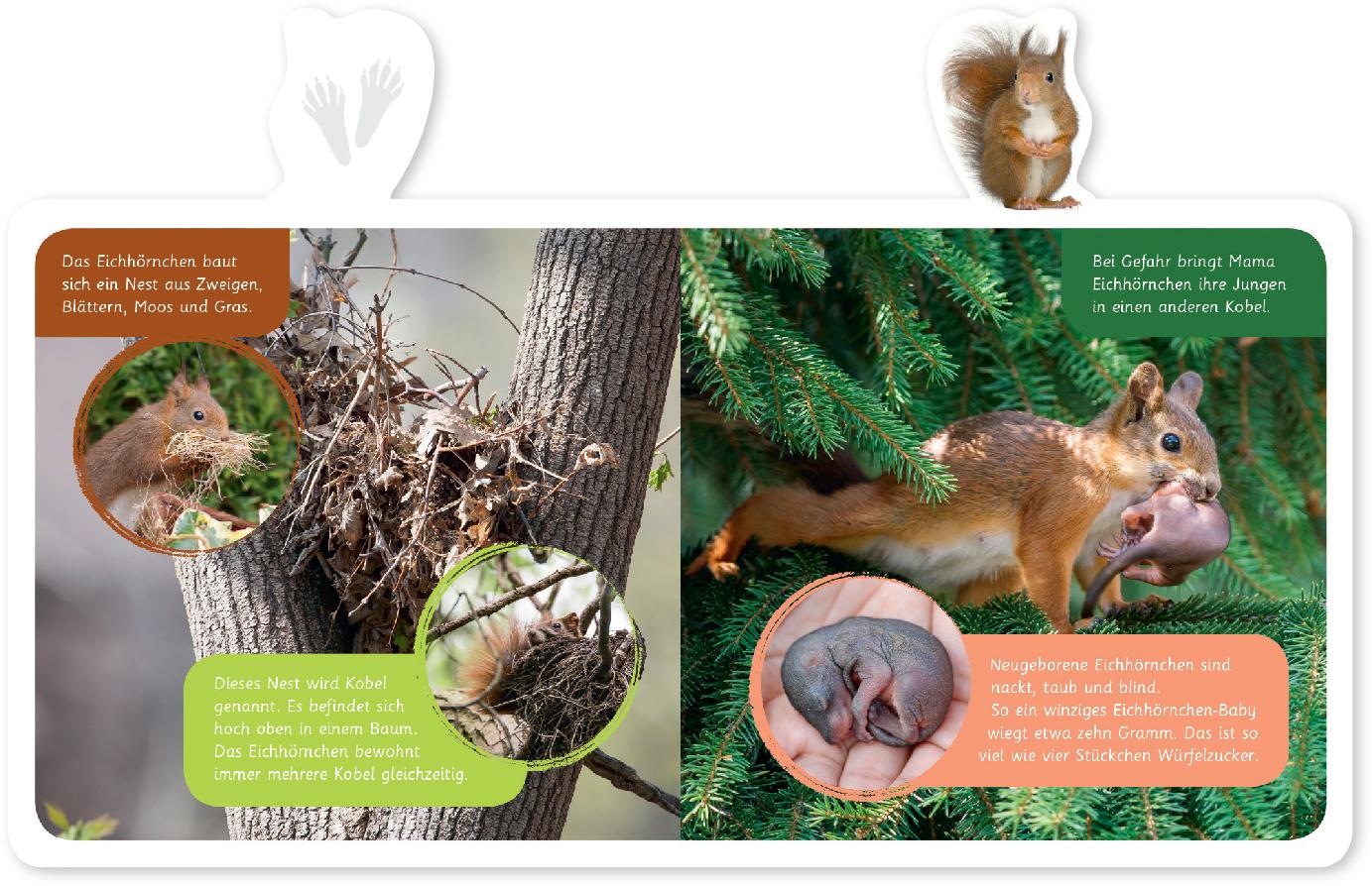 Beispielinhalt (Bild) Mein kleines Tier-Lexikon - Das Eichhörnchen