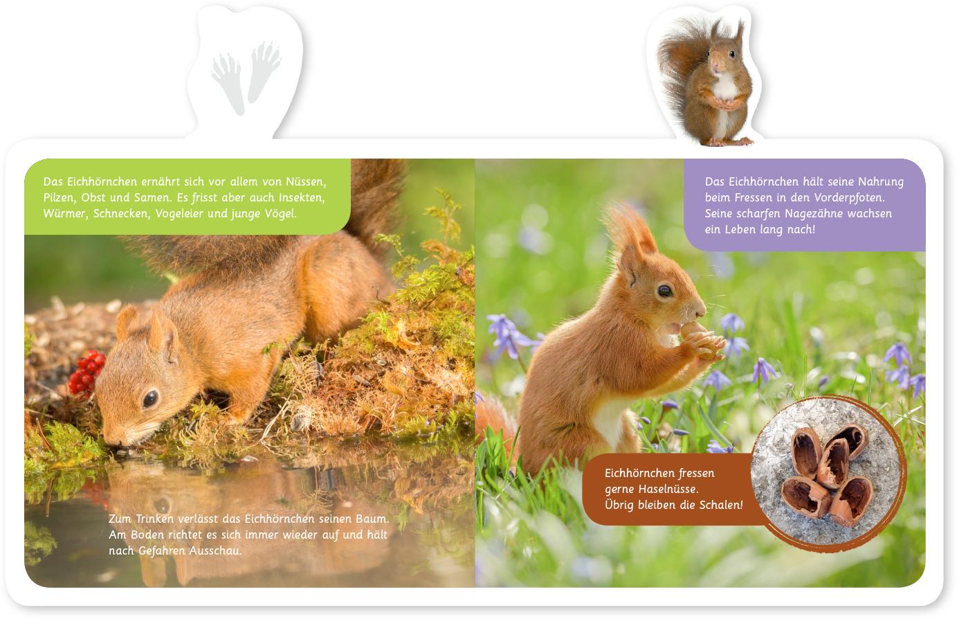 Beispielinhalt (Bild) Mein kleines Tier-Lexikon - Das Eichhörnchen