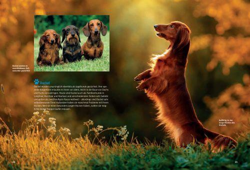 Beispielinhalt (Bild) Entdecke die Hunde